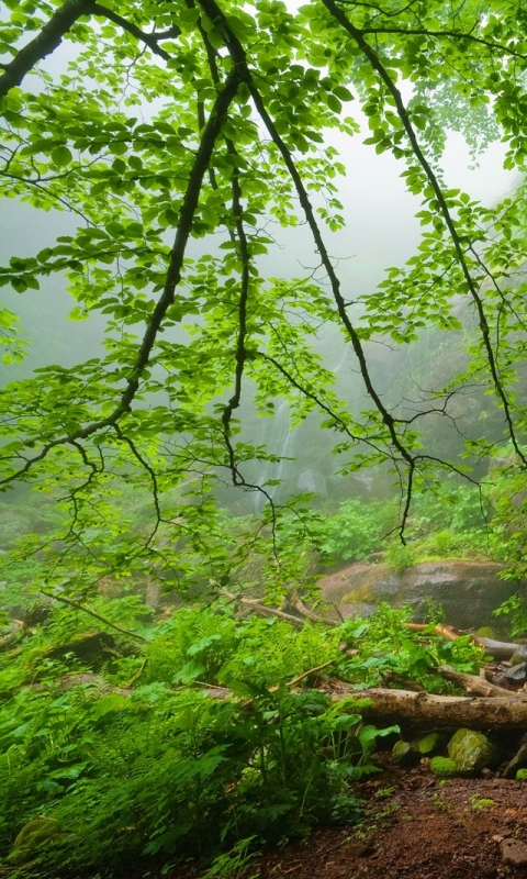 Скачать картинку Водопады, Водопад, Лес, Дерево, Земля, Зеленый, Болгария, Земля/природа в телефон бесплатно.
