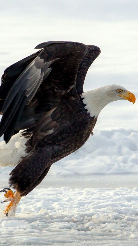 Handy-Wallpaper Tiere, Vögel, Weißkopfseeadler kostenlos herunterladen.