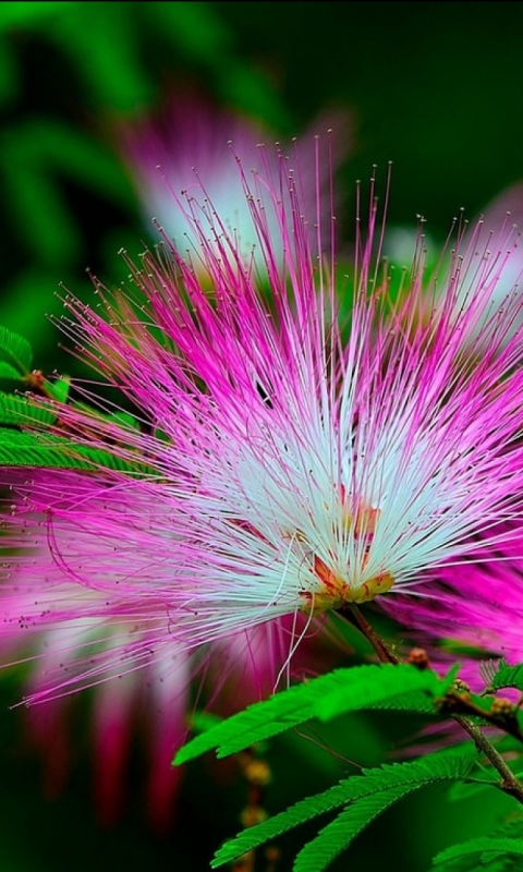 Descarga gratuita de fondo de pantalla para móvil de Flores, Flor, Tierra/naturaleza.