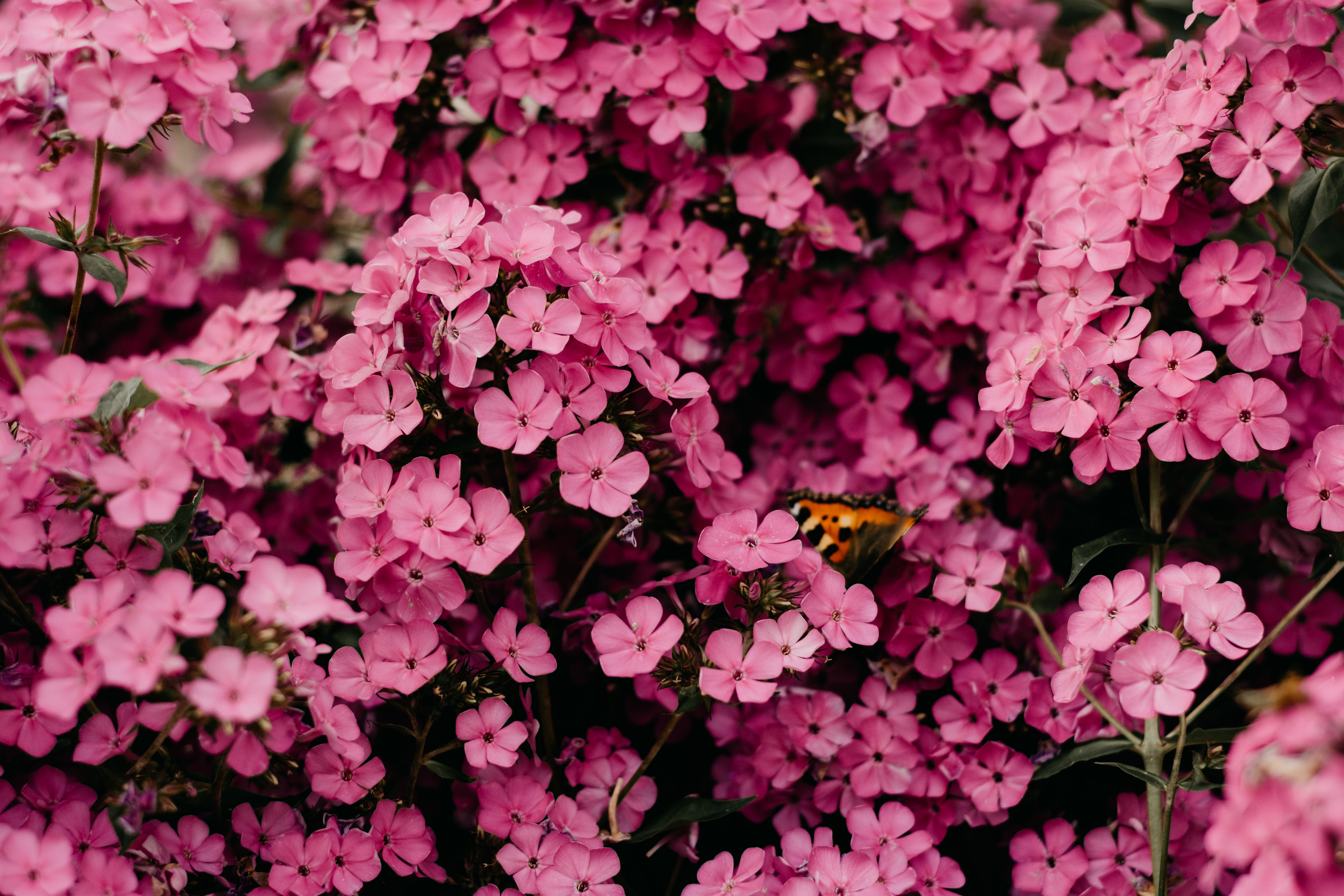 Descarga gratis la imagen Flores, Flor, Flor Rosa, Tierra/naturaleza en el escritorio de tu PC