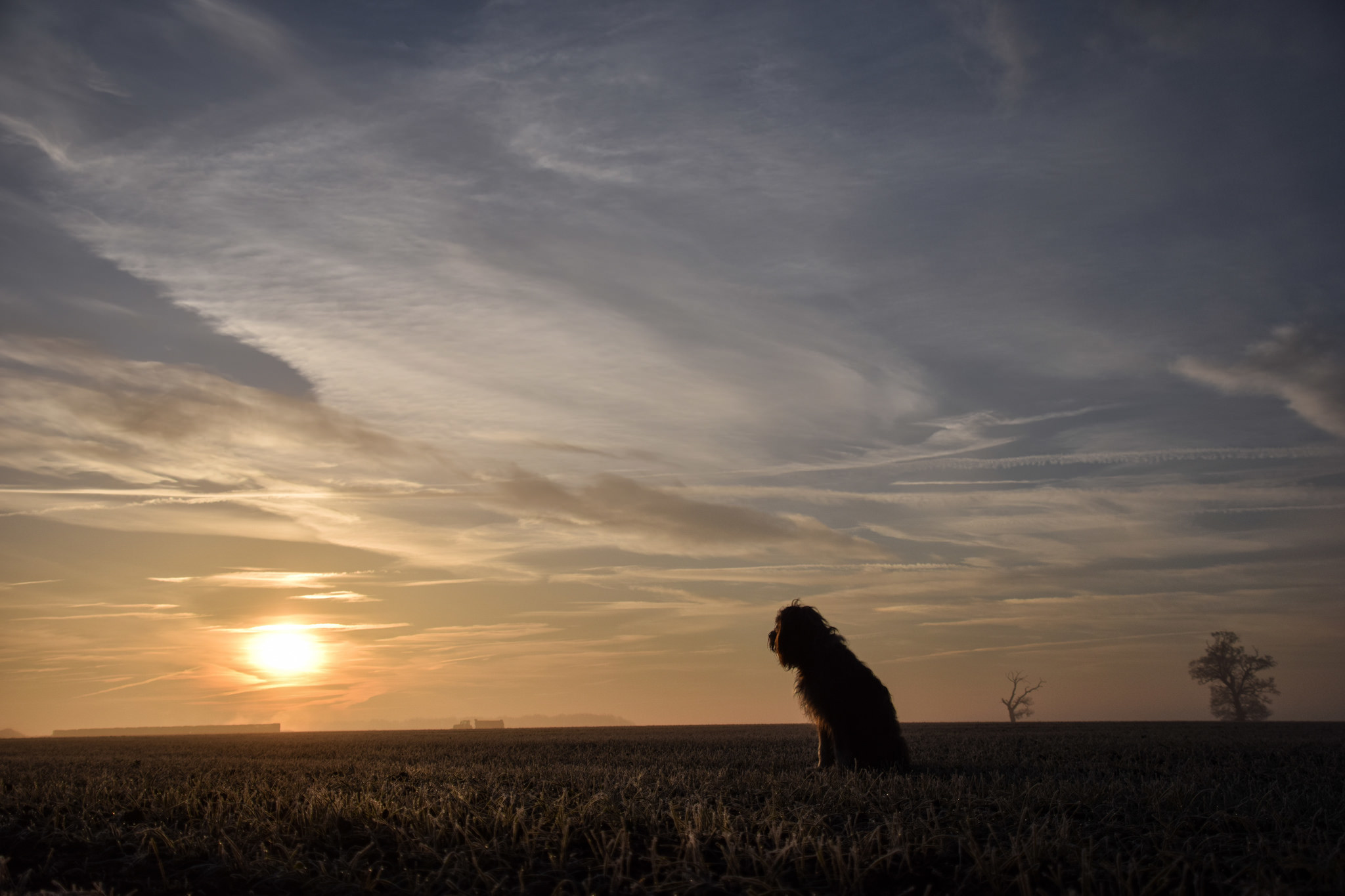 Laden Sie das Tiere, Hunde, Horizont, Hund, Wolke, Himmel, Sonnenuntergang-Bild kostenlos auf Ihren PC-Desktop herunter