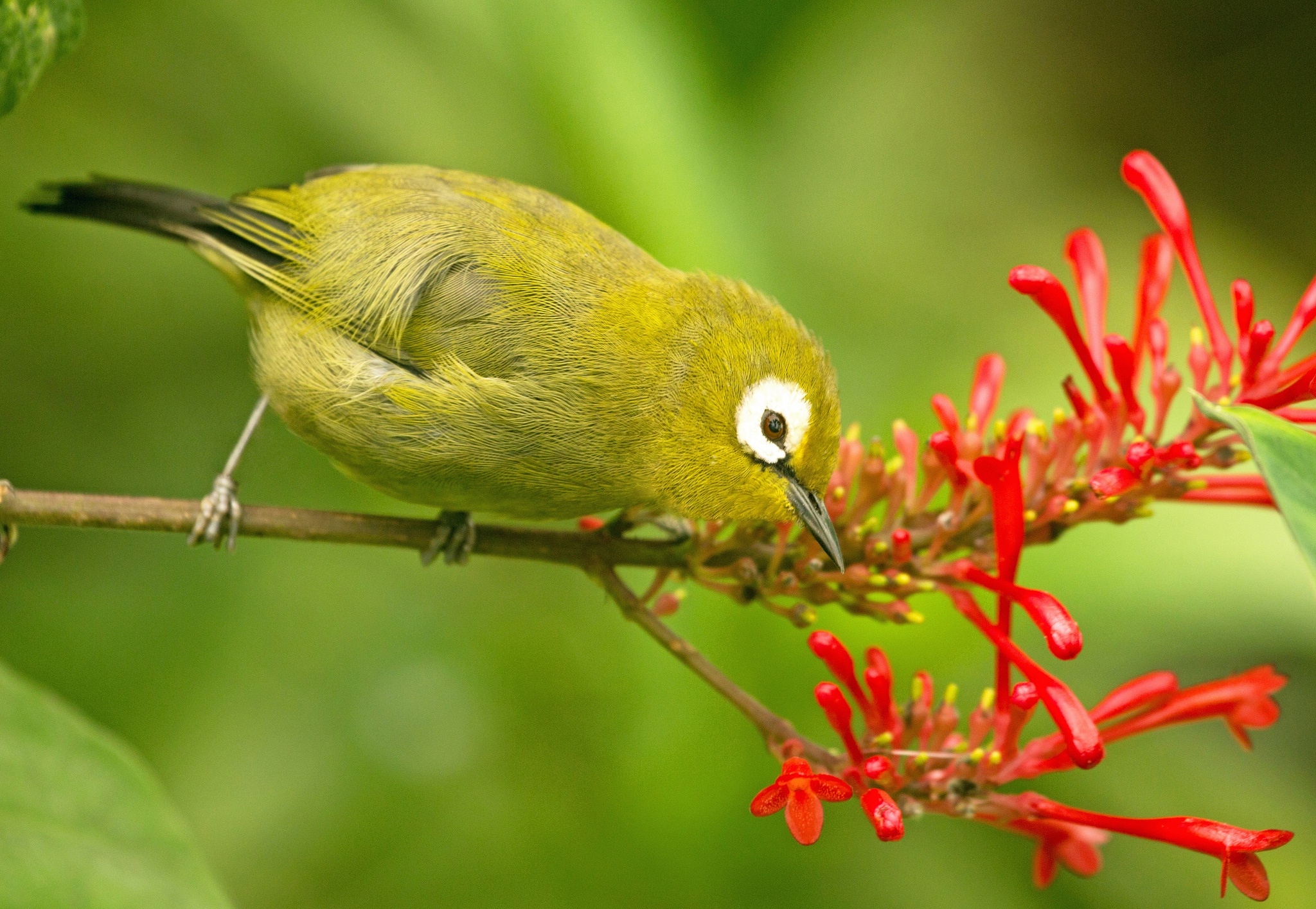 Laden Sie das Tiere, Vögel, Vogel, Japanbrillenvogel-Bild kostenlos auf Ihren PC-Desktop herunter