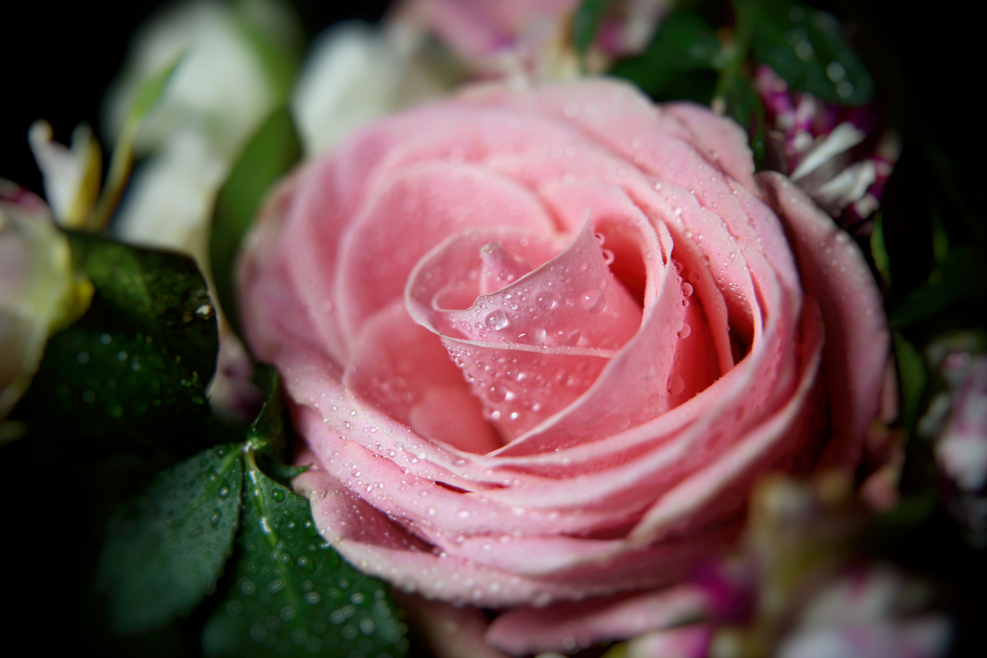 Handy-Wallpaper Blumen, Makro, Rose, Wassertropfen, Erde/natur, Pinke Blume, Pinke Rose kostenlos herunterladen.