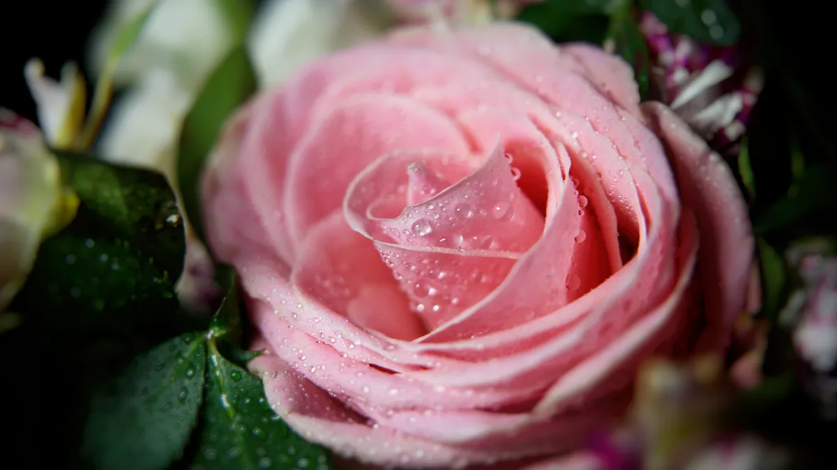 Fondo de pantalla de PC Tierra/naturaleza, Rosa, Macrofotografía, Flor ...