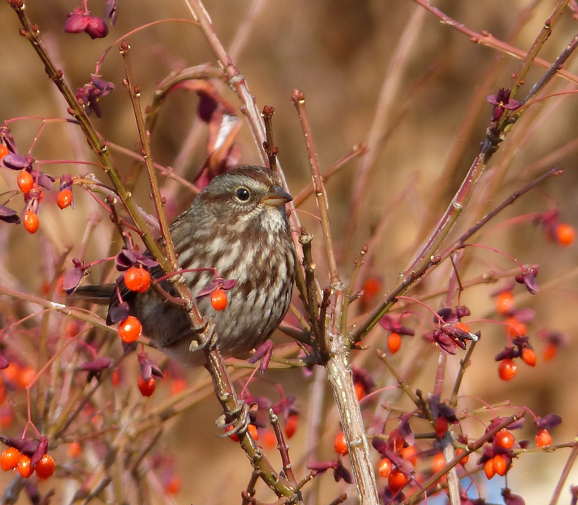 Download mobile wallpaper Song Sparrow, Sparrow, Birds, Animal for free.