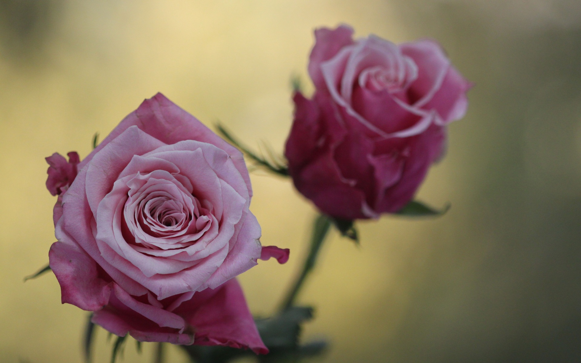 Handy-Wallpaper Blumen, Blume, Rose, Erde/natur kostenlos herunterladen.