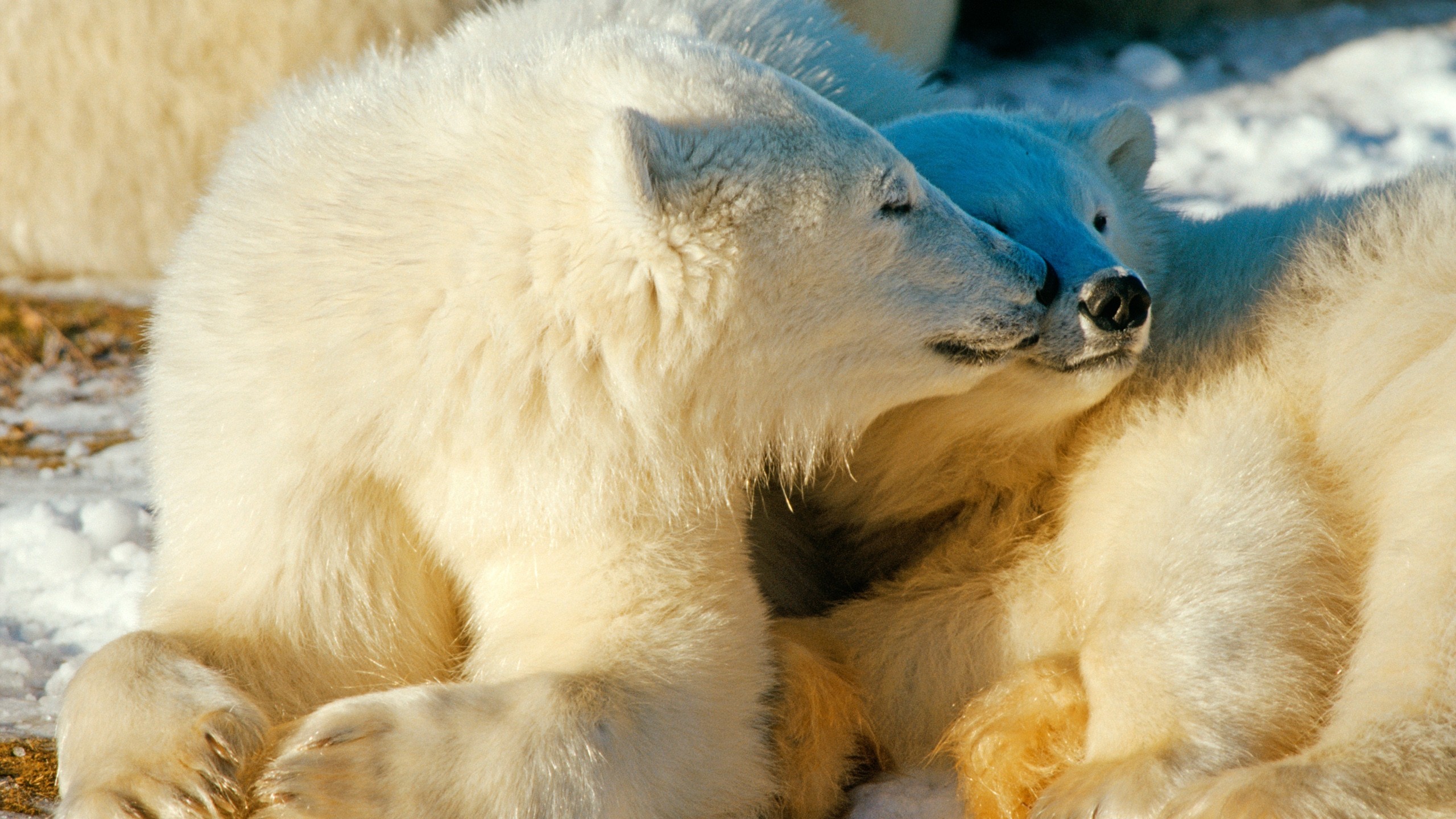 Laden Sie das Tiere, Bären, Eisbär-Bild kostenlos auf Ihren PC-Desktop herunter