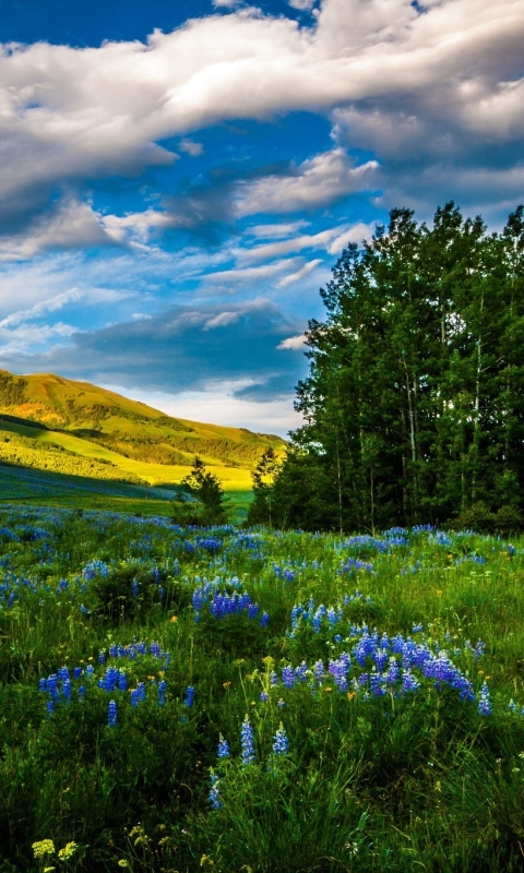 Скачати мобільні шпалери Пейзаж, Природа, Сша, Гора, Квітка, Земля, Луг, Колорадо, Синя Квітка безкоштовно.