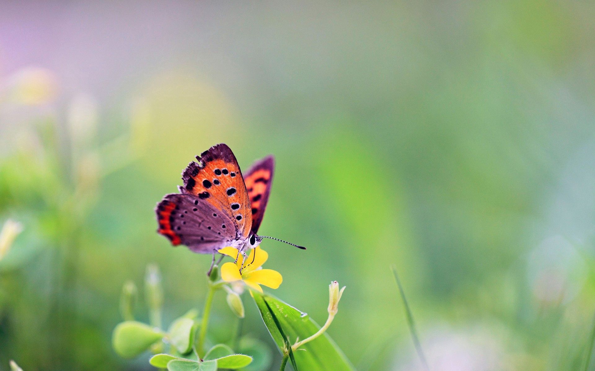 Скачать обои бесплатно Бабочка, Листья, Трава, Макро, Цветок картинка на рабочий стол ПК