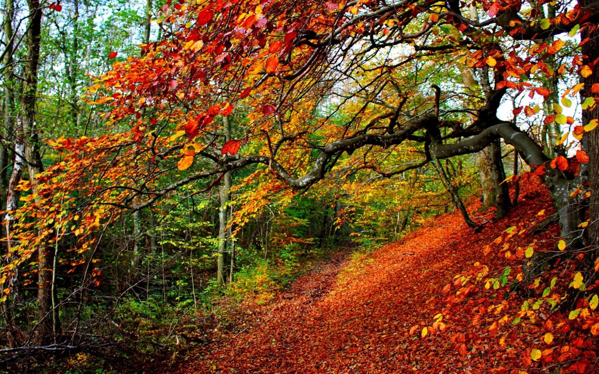 Baixar papel de parede para celular de Outono, Madeira, Árvore, Folha, Terra/natureza gratuito.