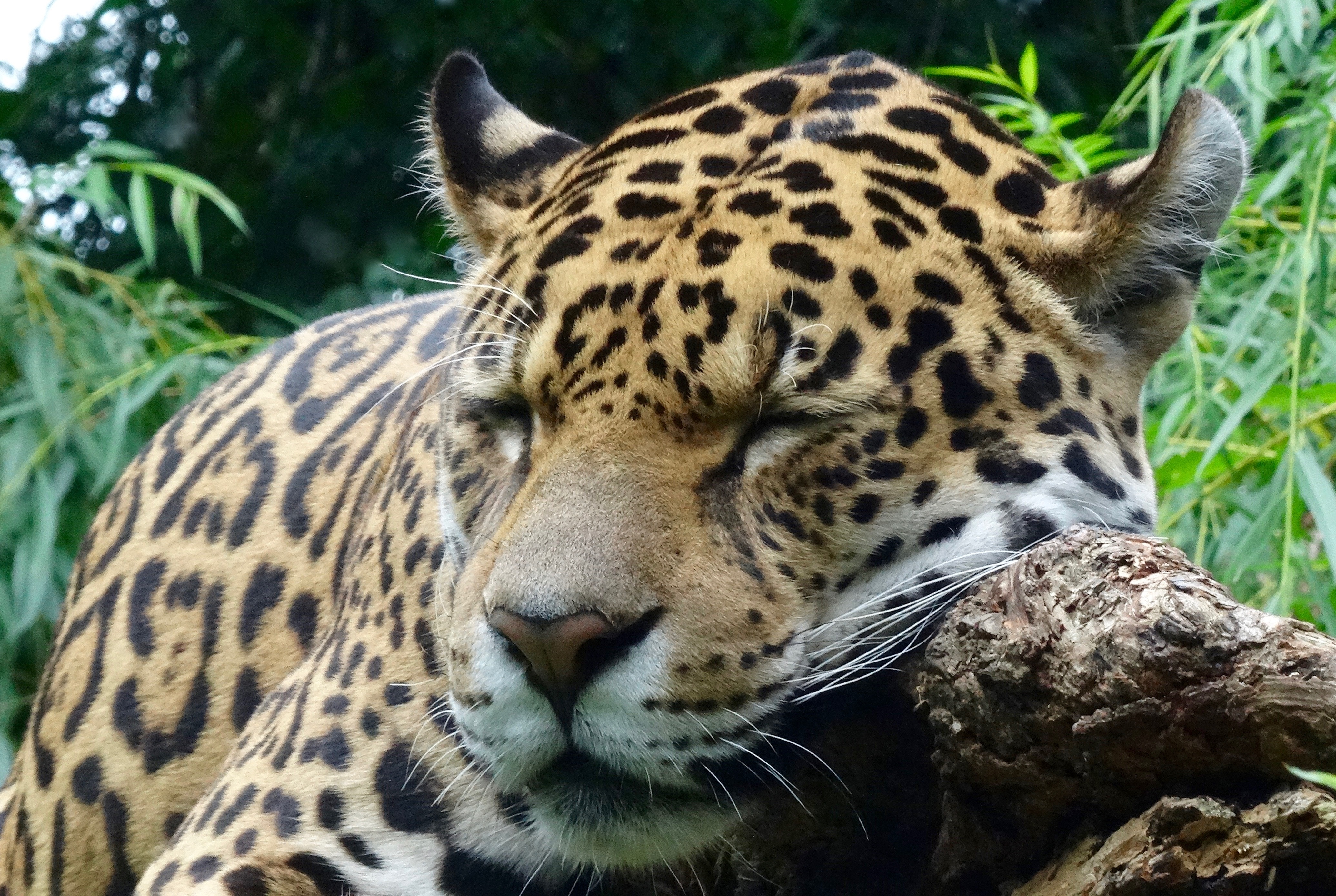 Descarga gratuita de fondo de pantalla para móvil de Depredador, Dormir, Soñar, Animales, Gato Grande, Jaguar.