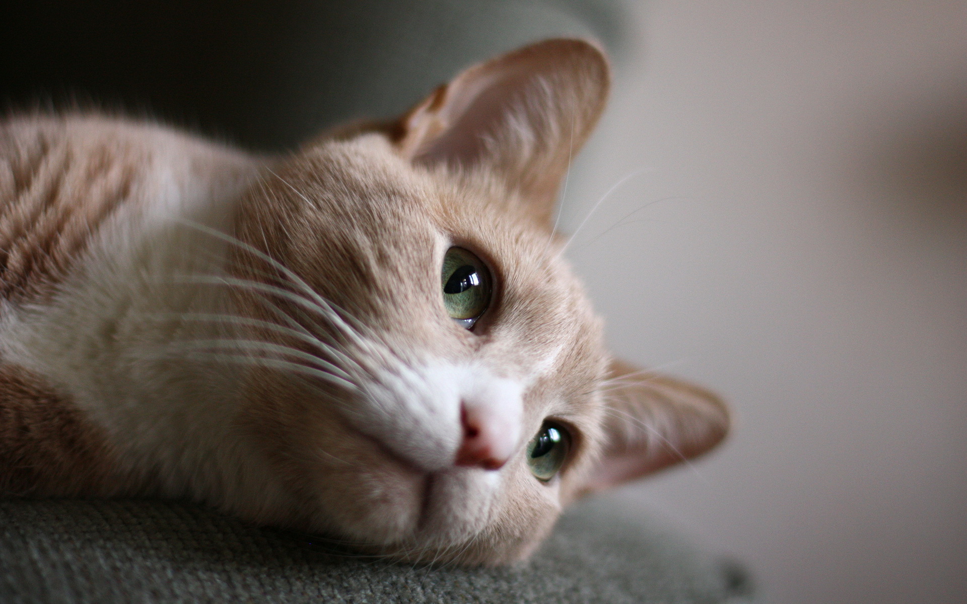 Baixe gratuitamente a imagem Animais, Gatos, Gato na área de trabalho do seu PC