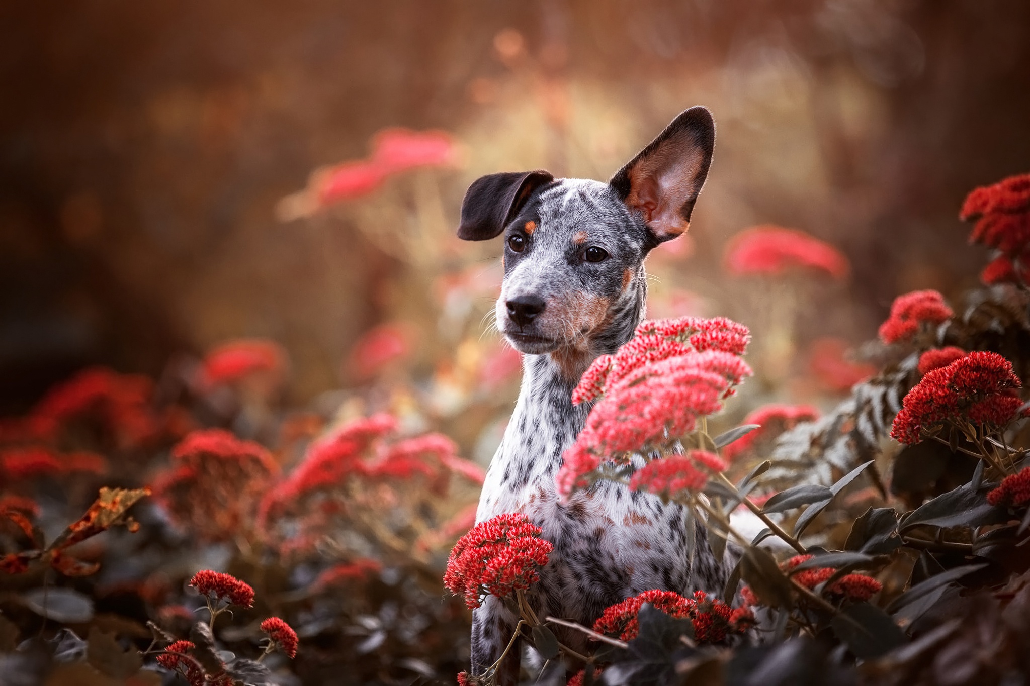 Download mobile wallpaper Dogs, Dog, Animal, Puppy, Red Flower, Baby Animal, Depth Of Field for free.