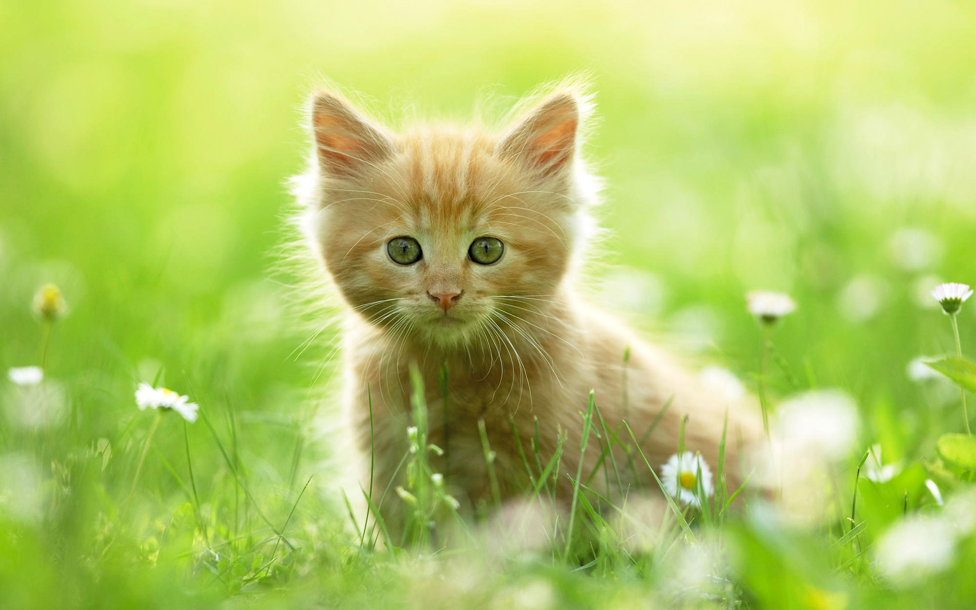 Téléchargez des papiers peints mobile Animaux, Chat gratuitement.