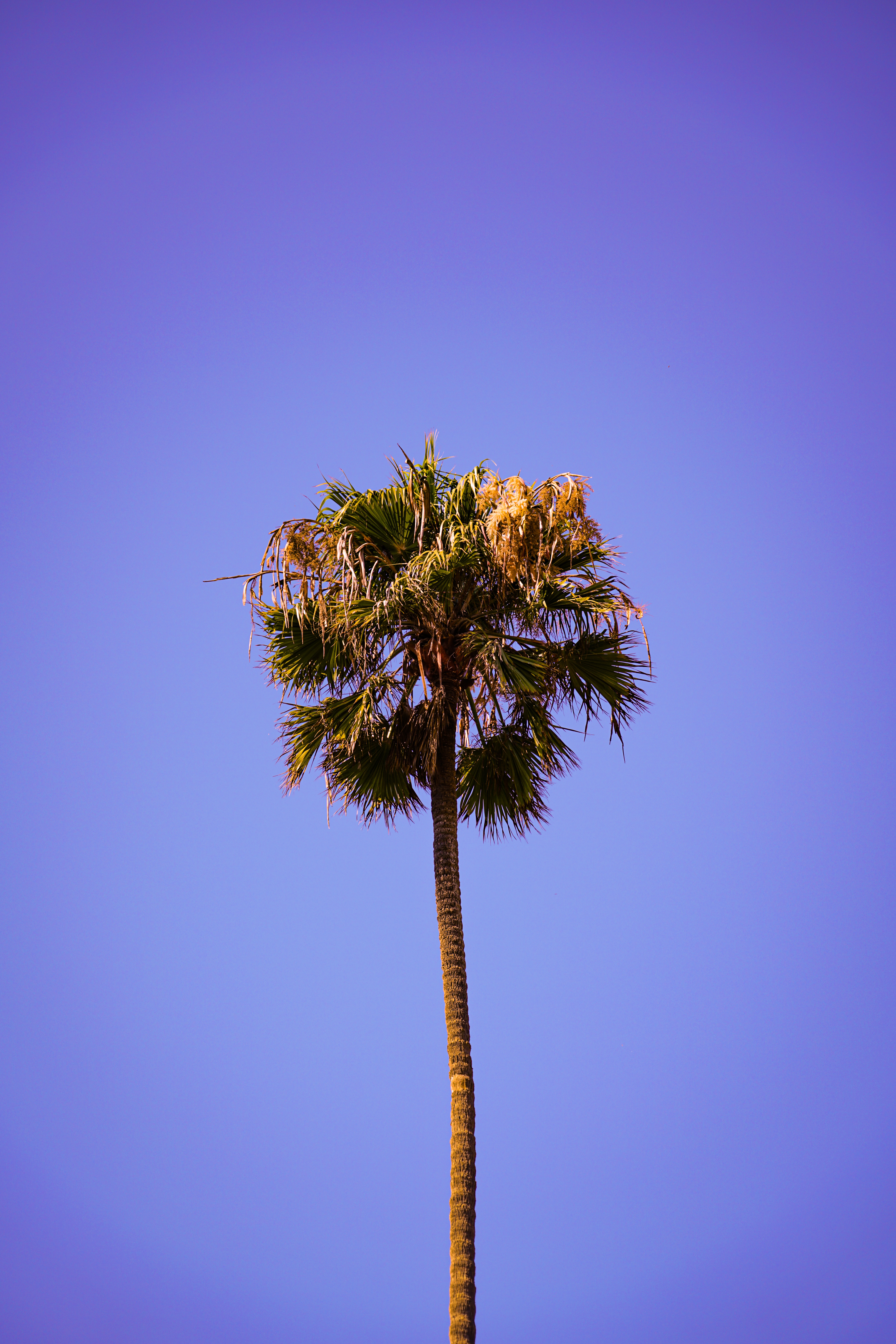 107744 скачать обои природа, пальма, небо, дерево, верхушка, чистый - заставки и картинки бесплатно