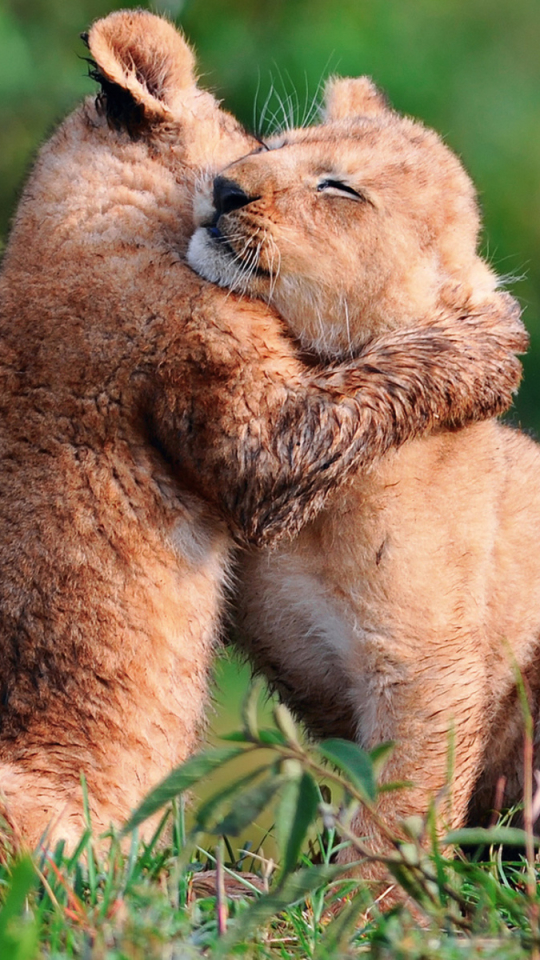 Download mobile wallpaper Cats, Love, Lion, Animal, Cute, Hug, Baby Animal, Cub for free.