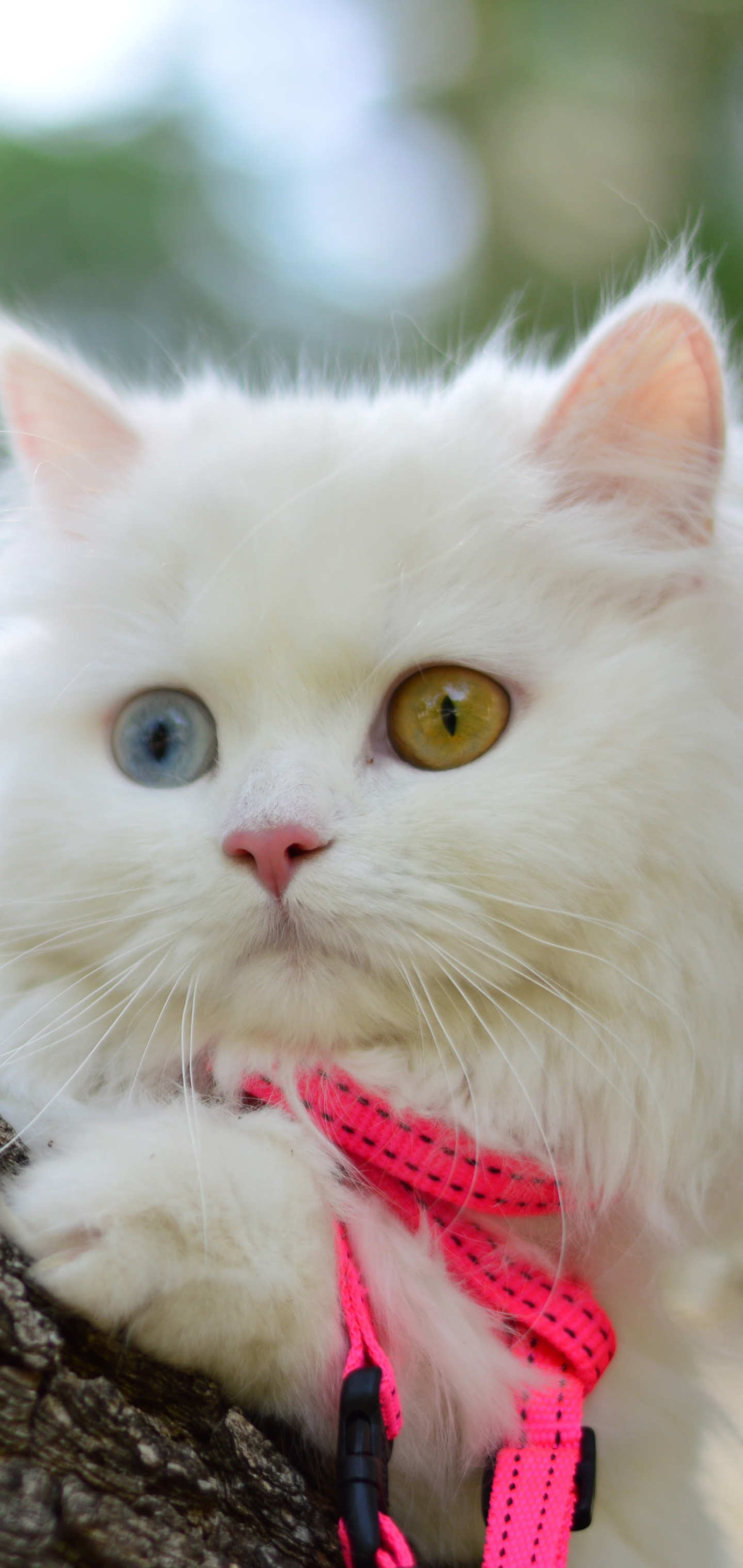 Download mobile wallpaper Cats, Cat, Animal, Heterochromia for free.