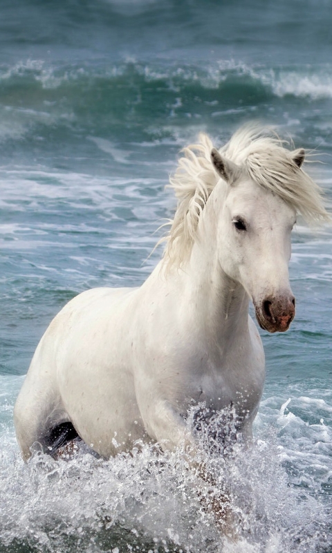 Handy-Wallpaper Tiere, Wasser, Spritzen, Hauspferd kostenlos herunterladen.