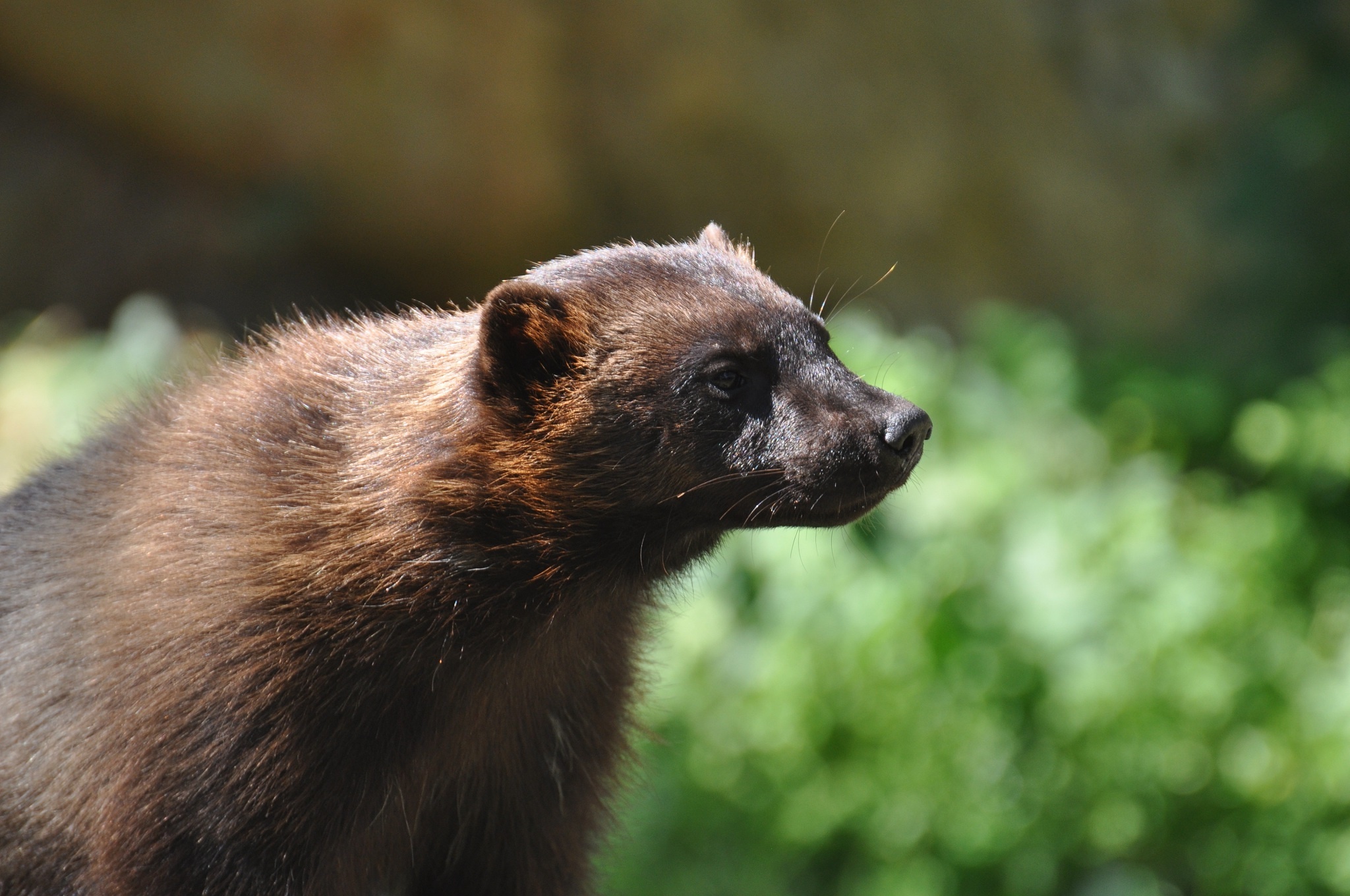 Free download wallpaper Animal, Wolverine on your PC desktop