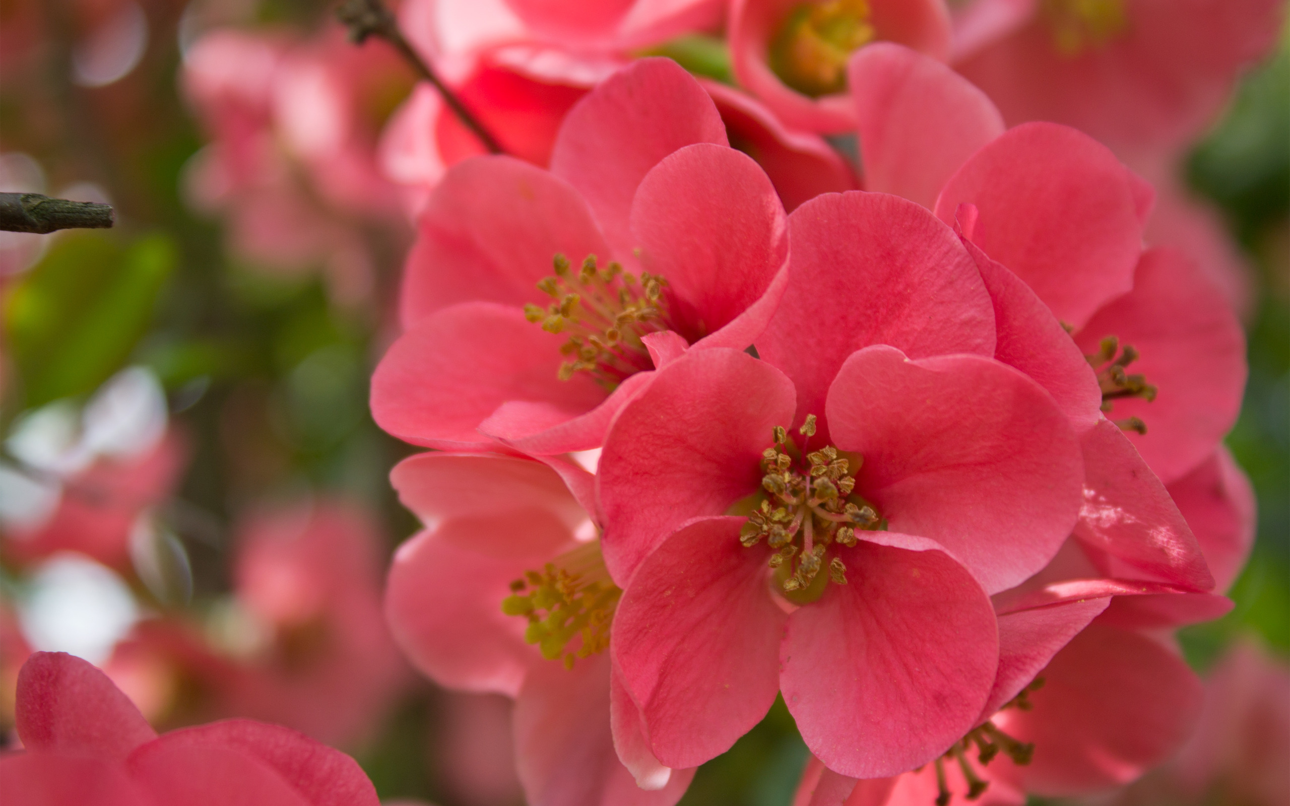 Laden Sie das Blumen, Blume, Nahansicht, Blüte, Kirschblüte, Erde/natur, Pinke Blume-Bild kostenlos auf Ihren PC-Desktop herunter