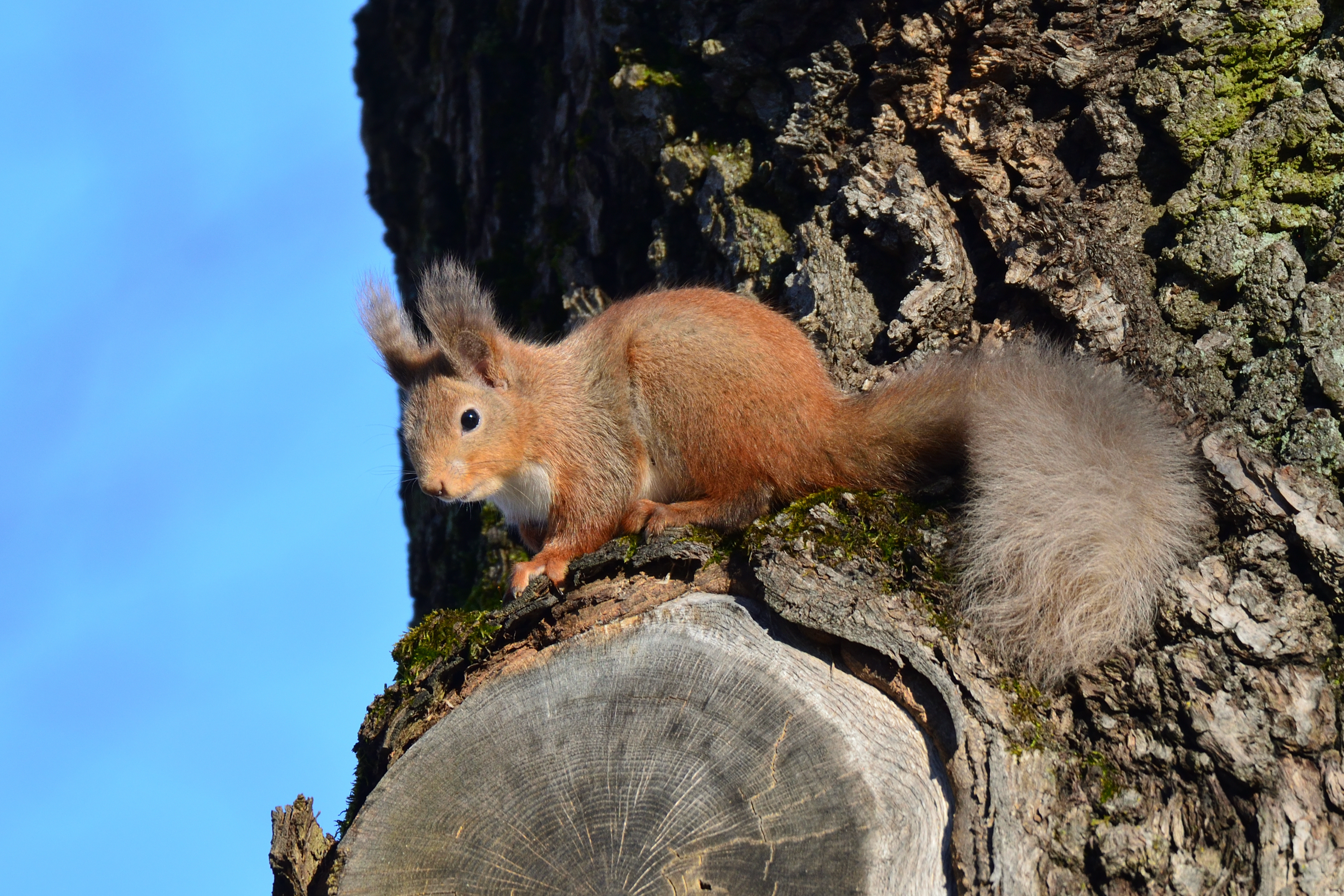 Free download wallpaper Squirrel, Wood, Tree, Animal, Bark, Animals, Wildlife on your PC desktop