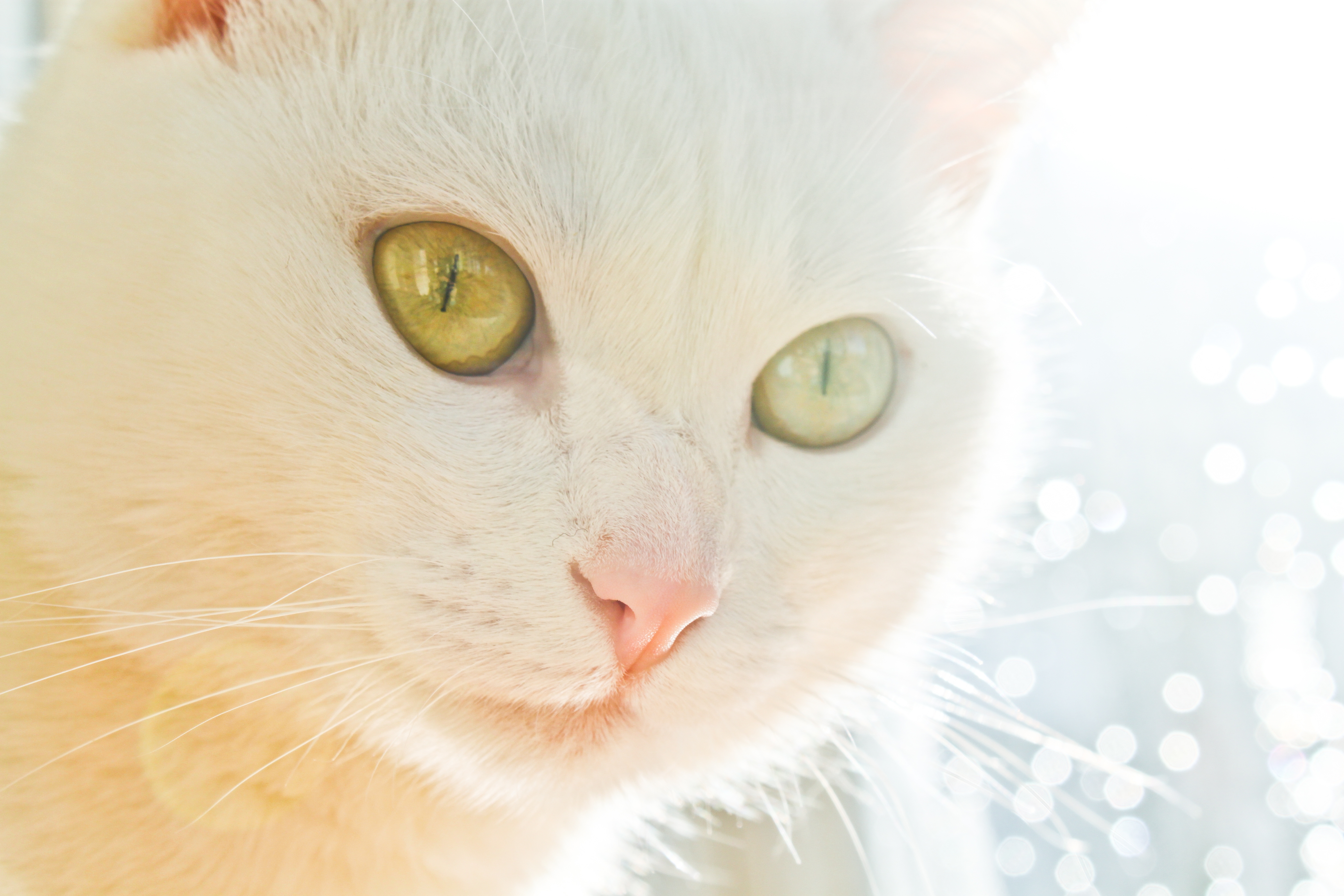Laden Sie Maulkorb Für Katzen HD-Desktop-Hintergründe herunter