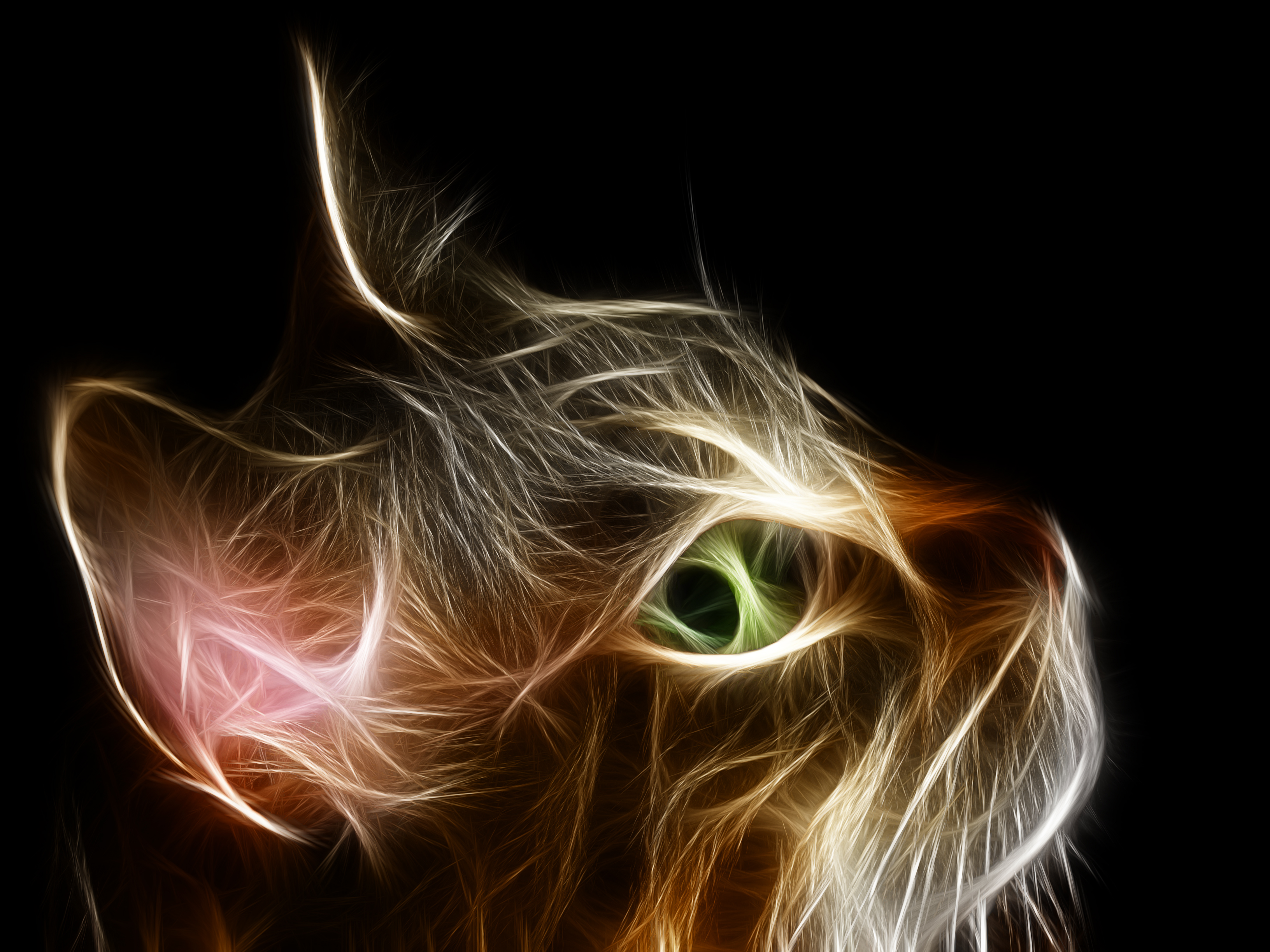 Free download wallpaper Cat, Cats, Animal on your PC desktop