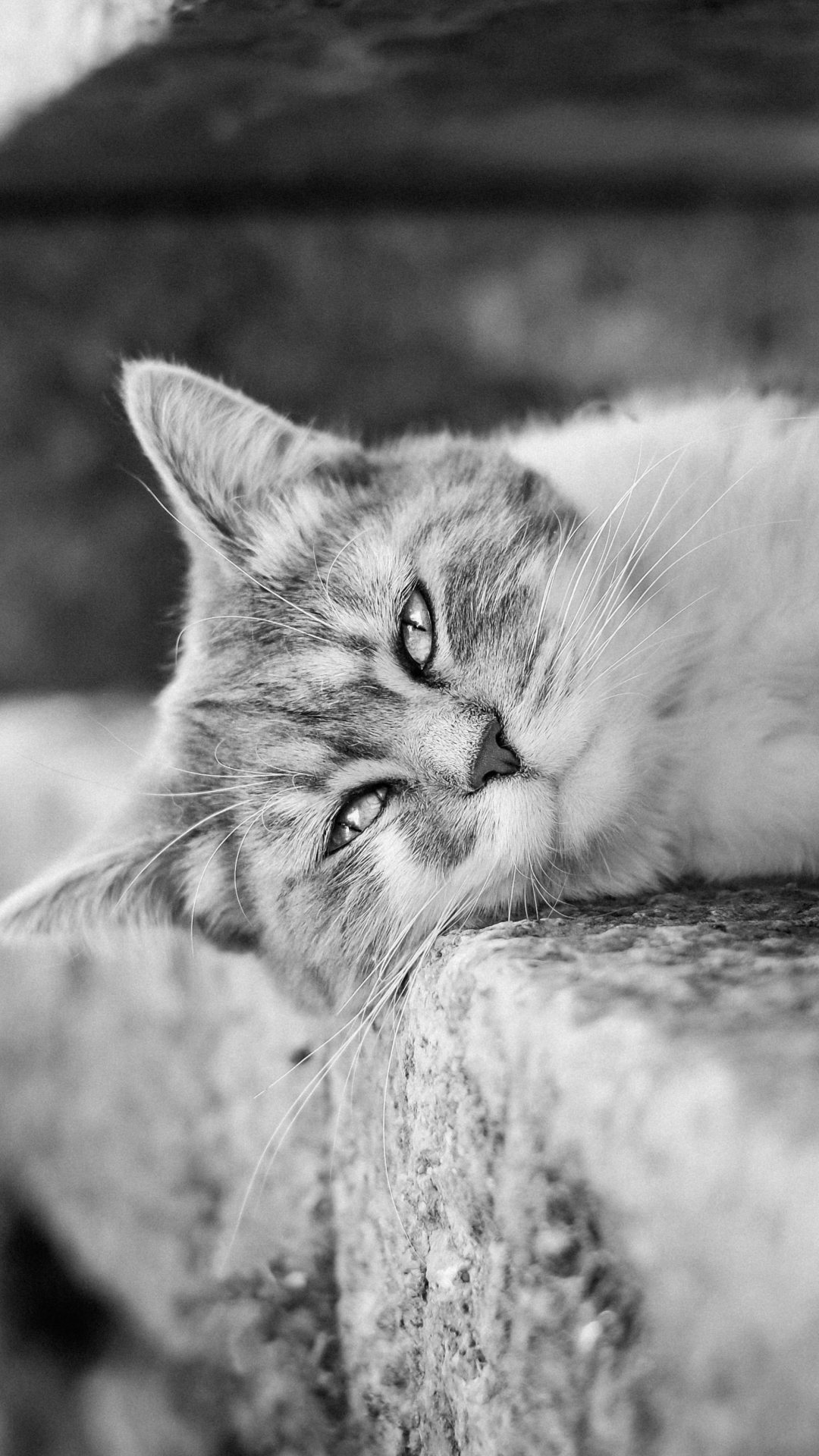 Download mobile wallpaper Cats, Cat, Animal, Resting, Black & White for free.