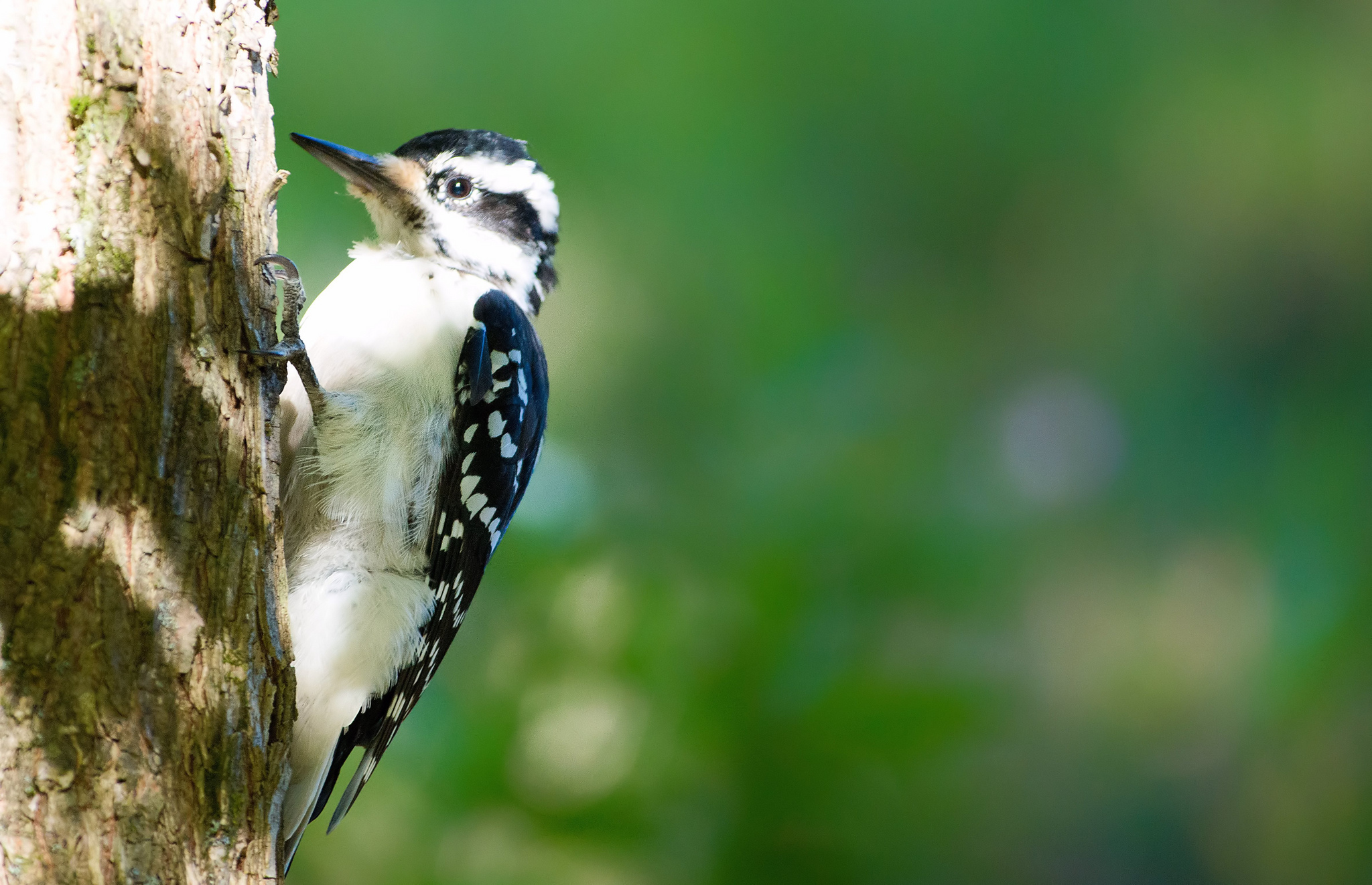 Descarga gratuita de fondo de pantalla para móvil de Animales, Aves, Ave.