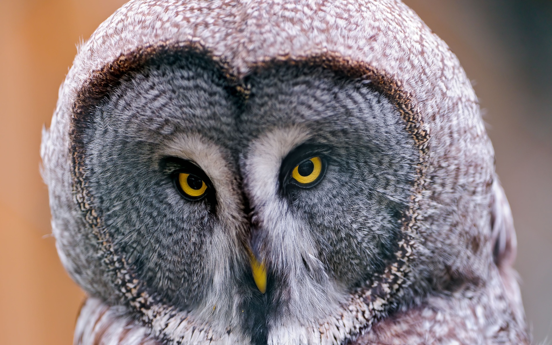 Free download wallpaper Animal, Great Grey Owl on your PC desktop