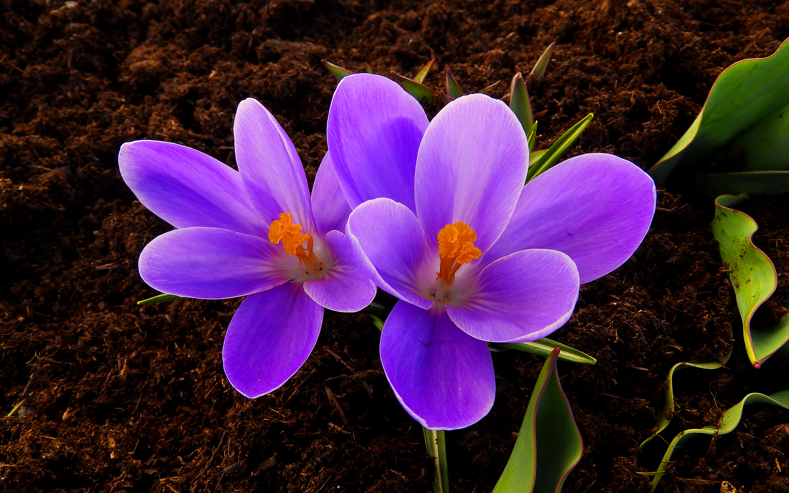 Téléchargez gratuitement l'image Fleurs, Fleur, Plante, La Nature, Terre/nature sur le bureau de votre PC