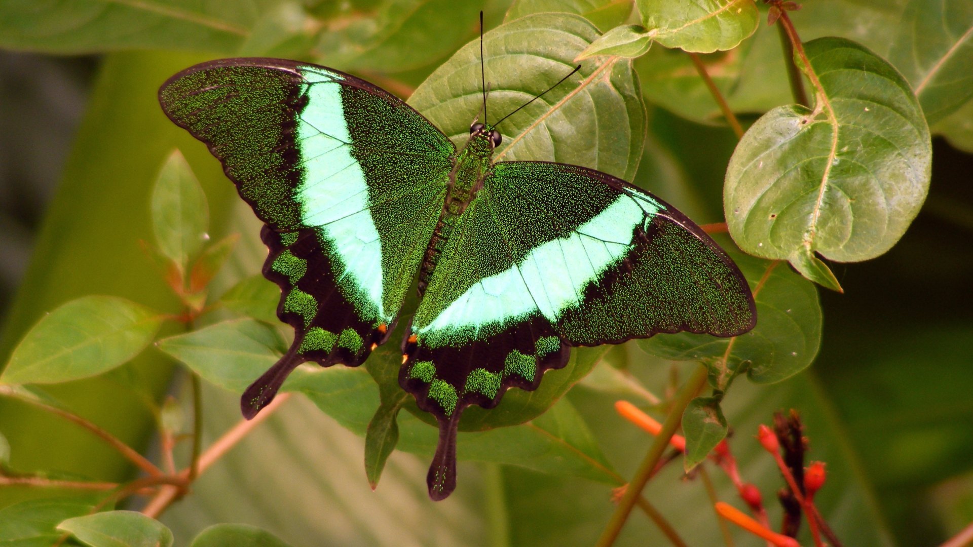 Free download wallpaper Butterfly, Animal on your PC desktop