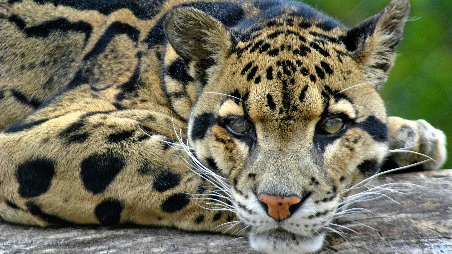 Download mobile wallpaper Cats, Close Up, Animal, Clouded Leopard for free.