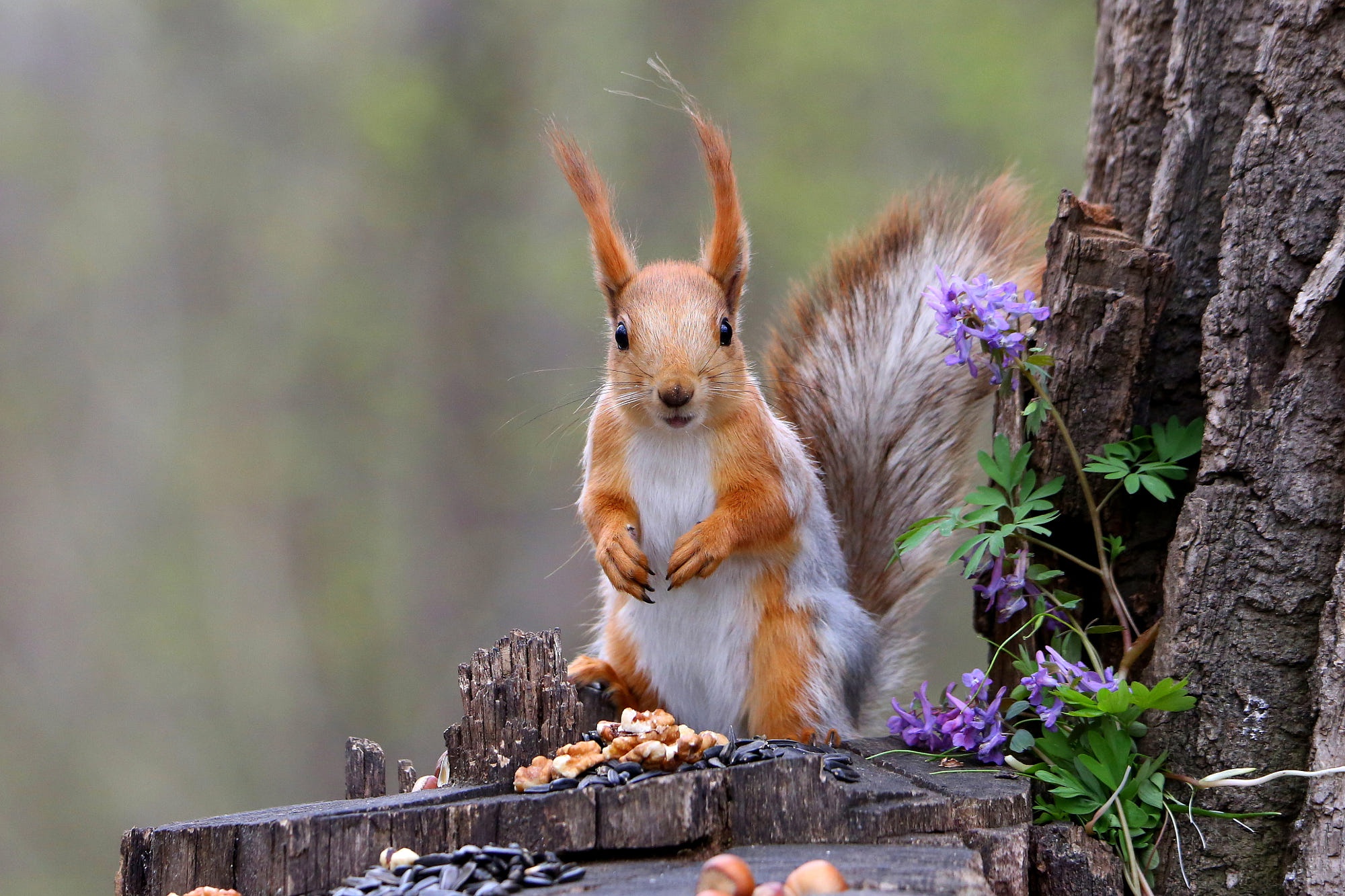 Handy-Wallpaper Tiere, Eichhörnchen, Nagetier kostenlos herunterladen.