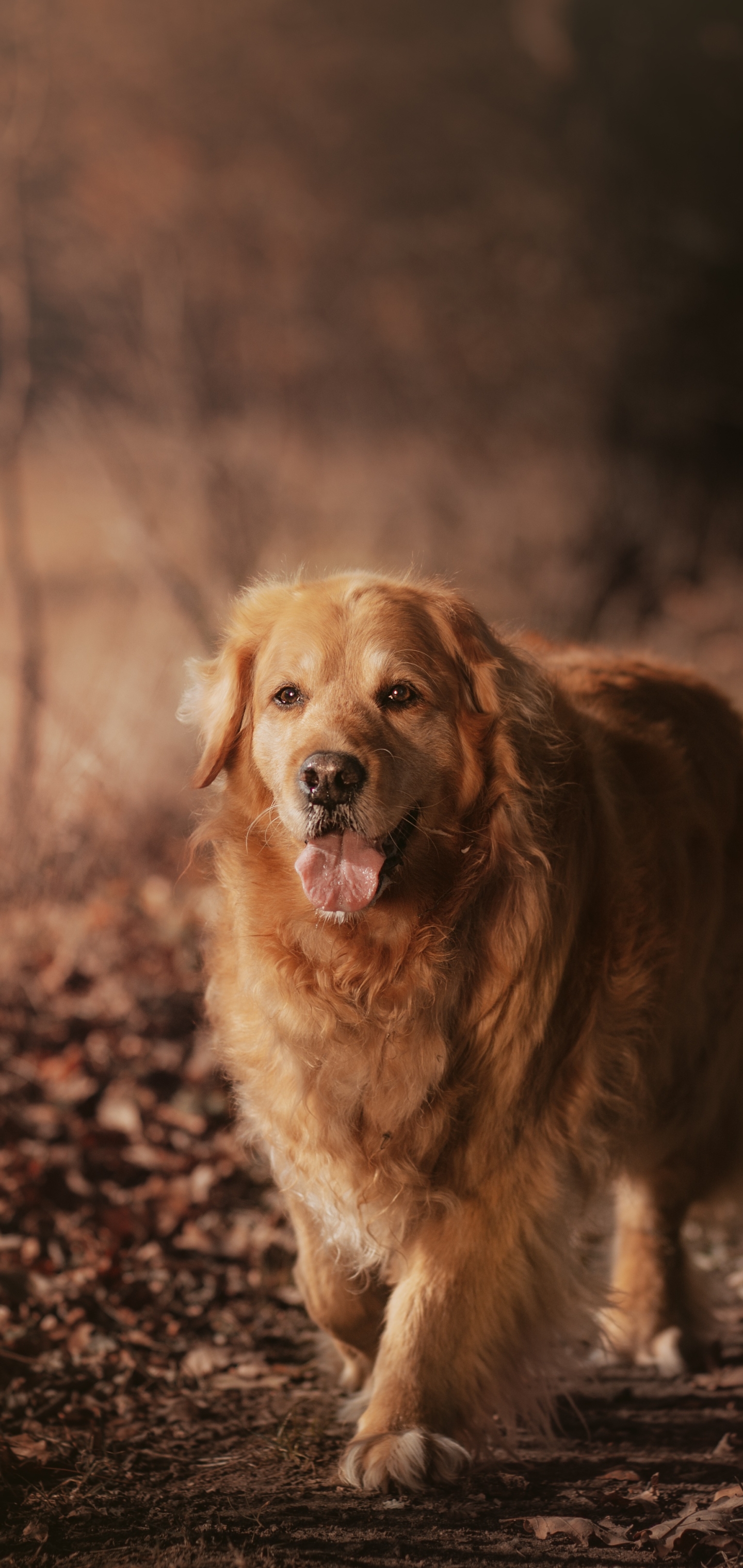 Laden Sie das Tiere, Hunde, Hund, Golden Retriever-Bild kostenlos auf Ihren PC-Desktop herunter