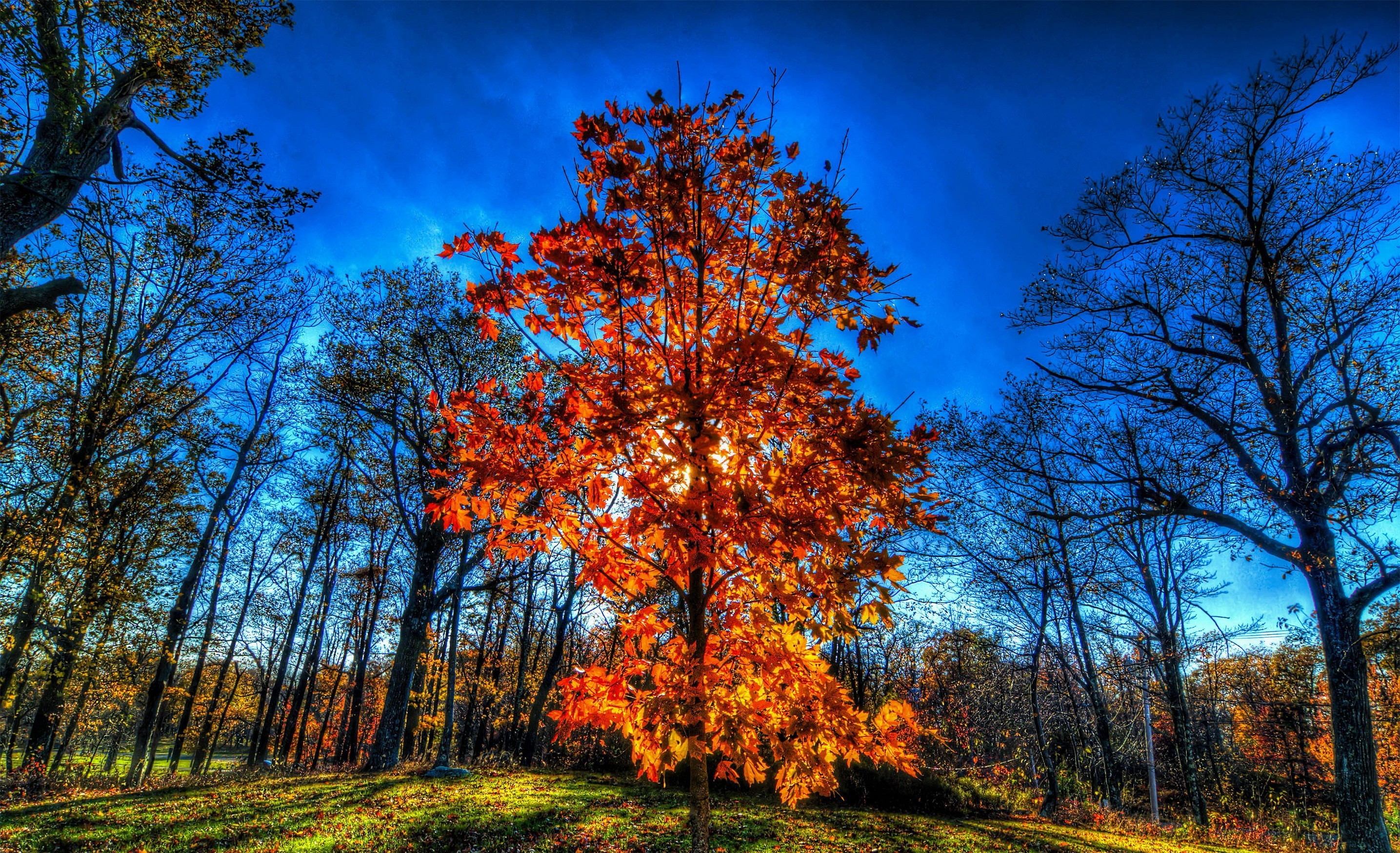 Скачать картинку Деревья, Древесина, Дерево, Осень, Земля/природа в телефон бесплатно.