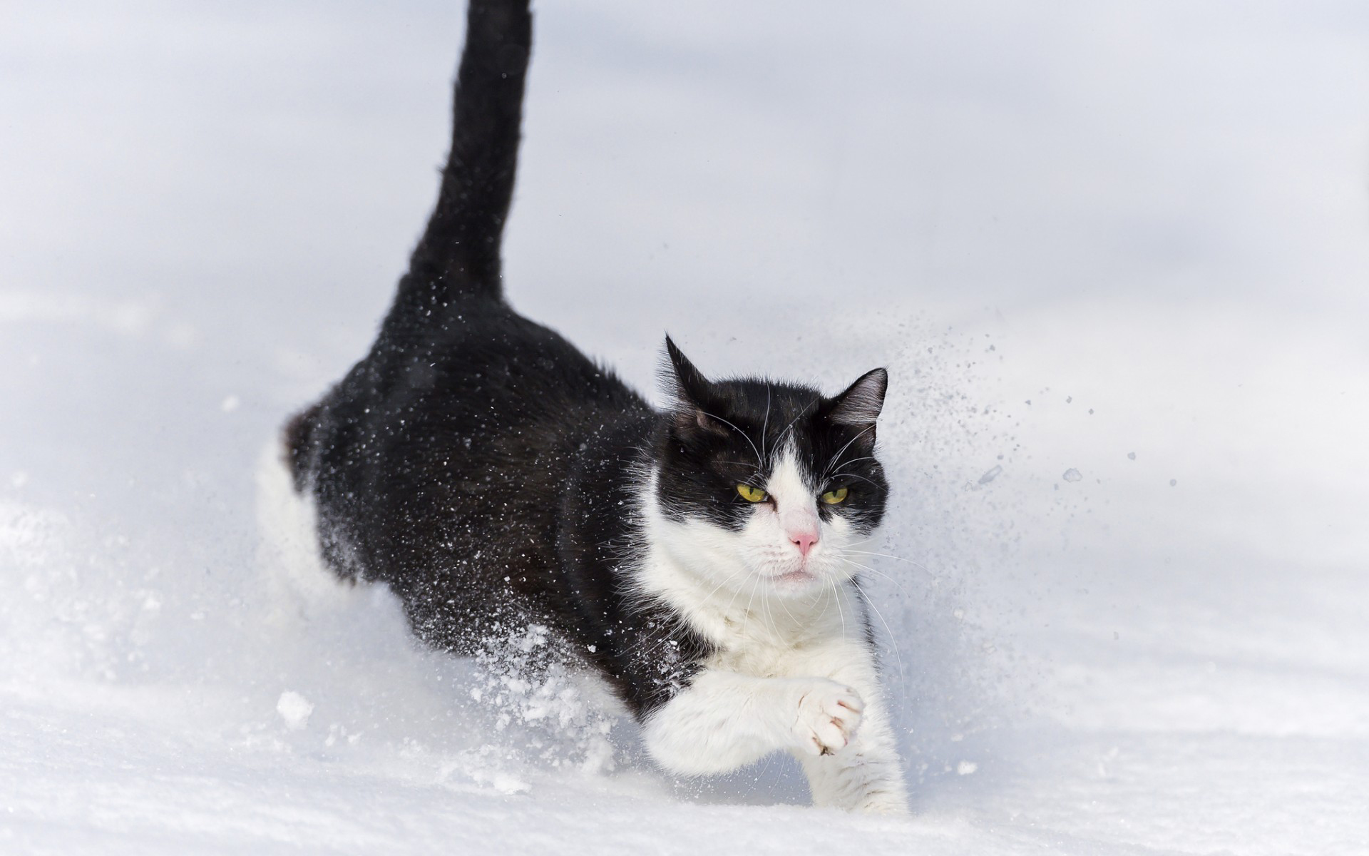 Handy-Wallpaper Tiere, Katzen, Katze kostenlos herunterladen.