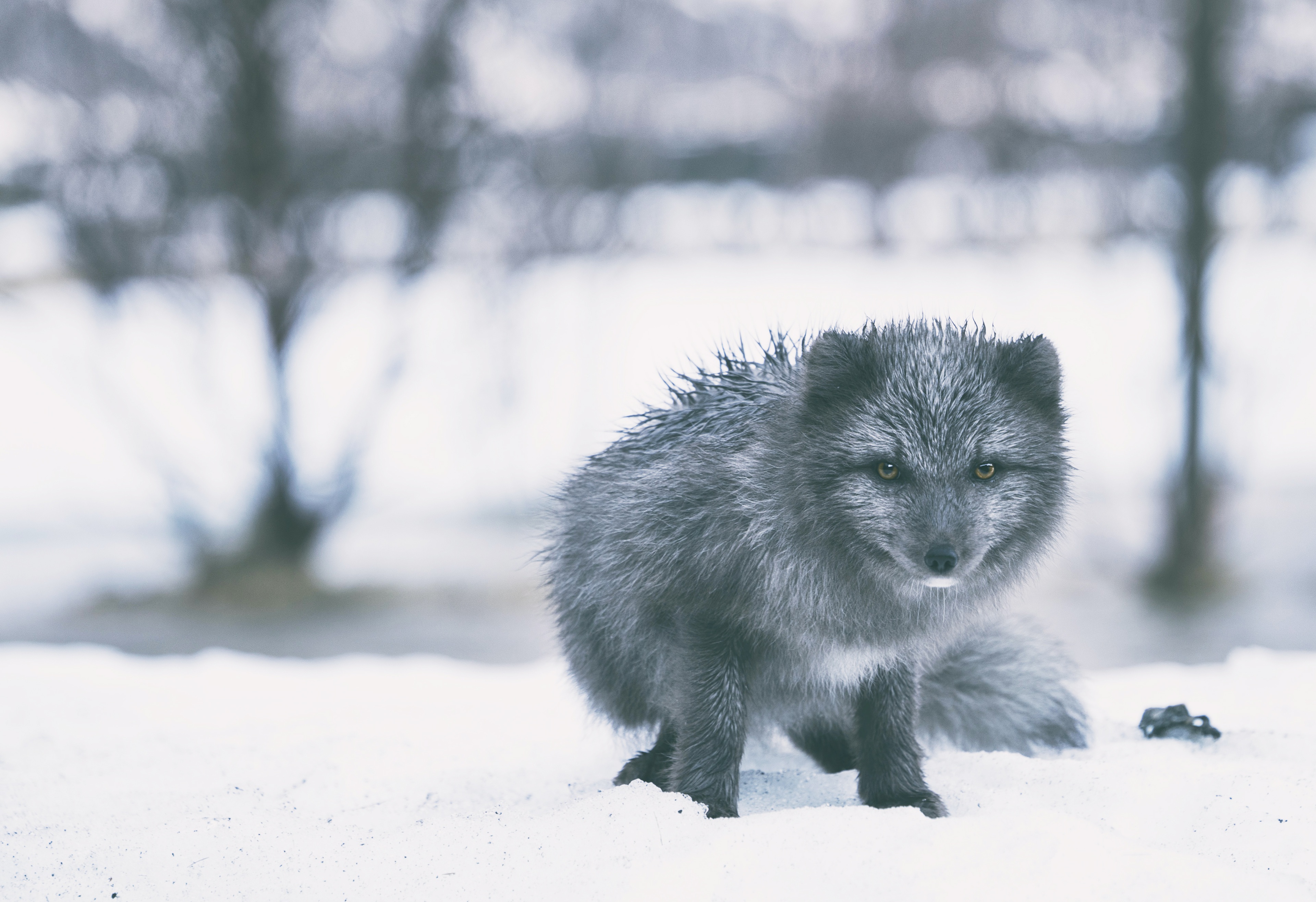 PCデスクトップに動物, 冬, 雪, 犬, ホッキョクギツネ画像を無料でダウンロード
