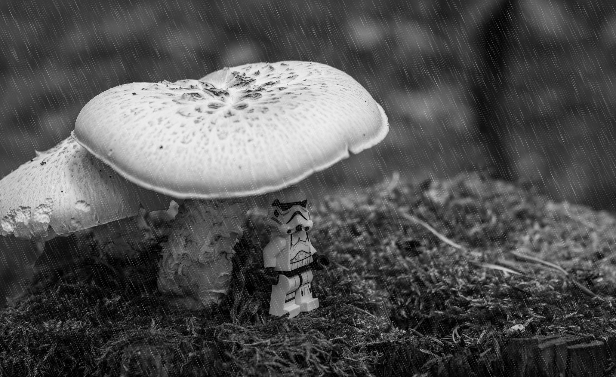Download mobile wallpaper Nature, Rain, Star Wars, Lego, Mushroom, Moss, Products, Stormtrooper, Black & White for free.