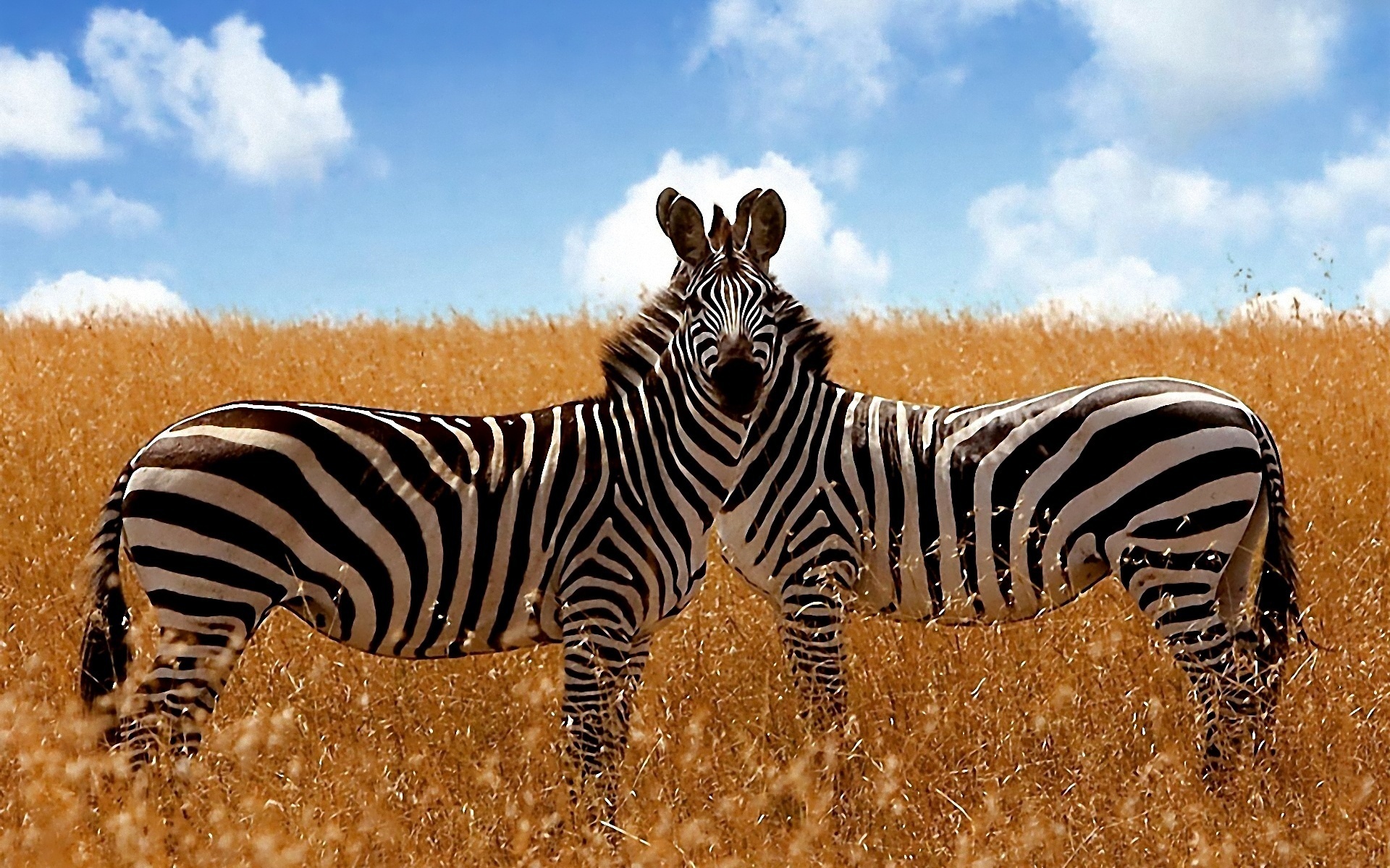 527408 baixar imagens animais, zebra - papéis de parede e protetores de tela gratuitamente