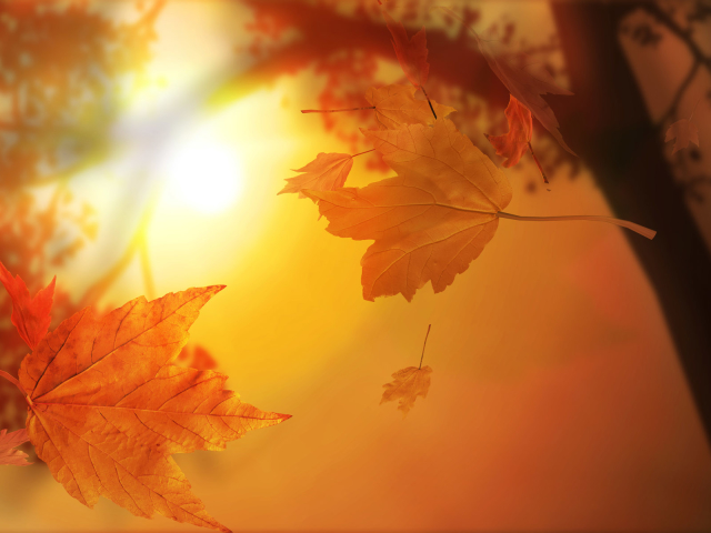 Download mobile wallpaper Leaf, Fall, Earth, Season for free.