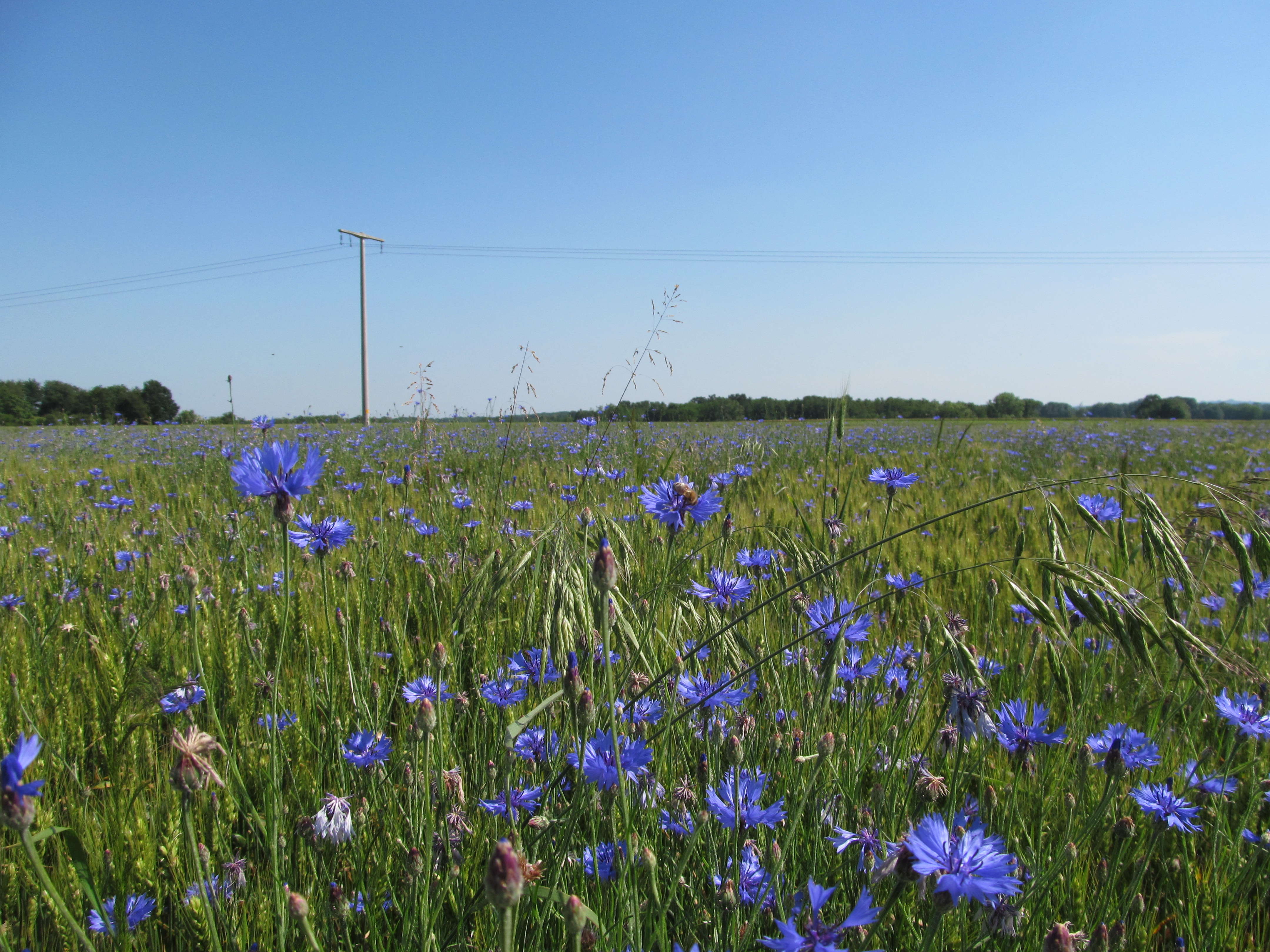 Free download wallpaper Flowers, Flower, Earth on your PC desktop