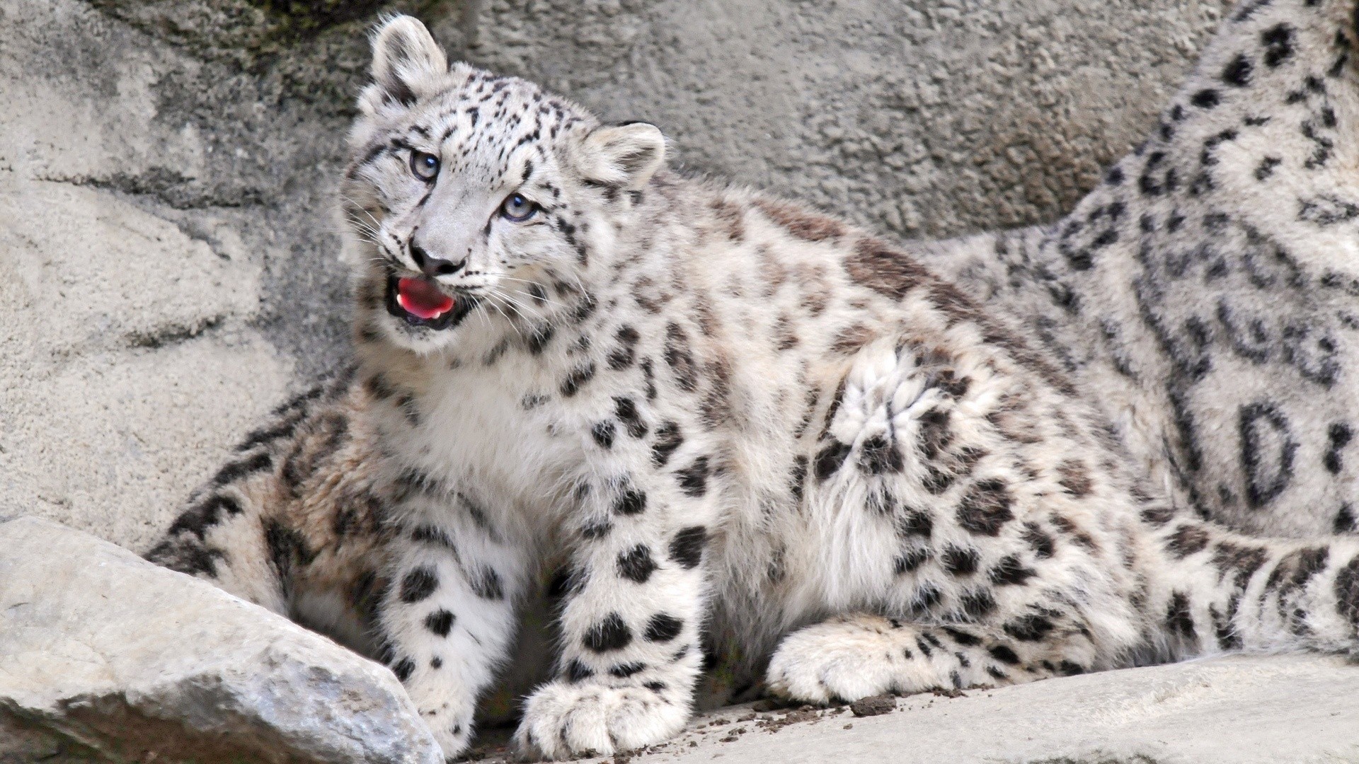 Descarga gratuita de fondo de pantalla para móvil de Leopardo De Las Nieves, Bebe Animal, Gatos, Animales.