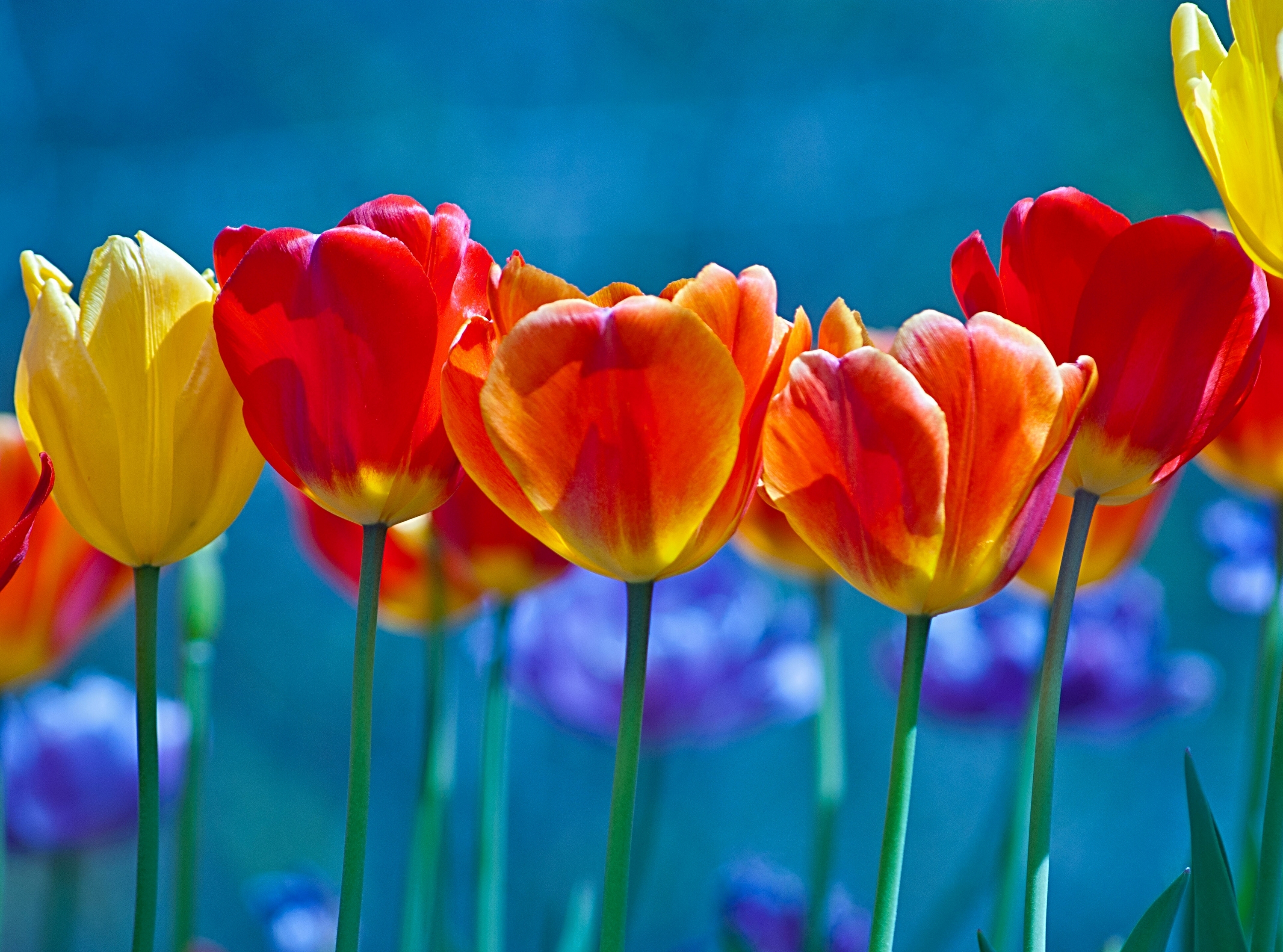 Download mobile wallpaper Flowers, Flower, Earth, Colorful, Tulip, Yellow Flower, Red Flower for free.