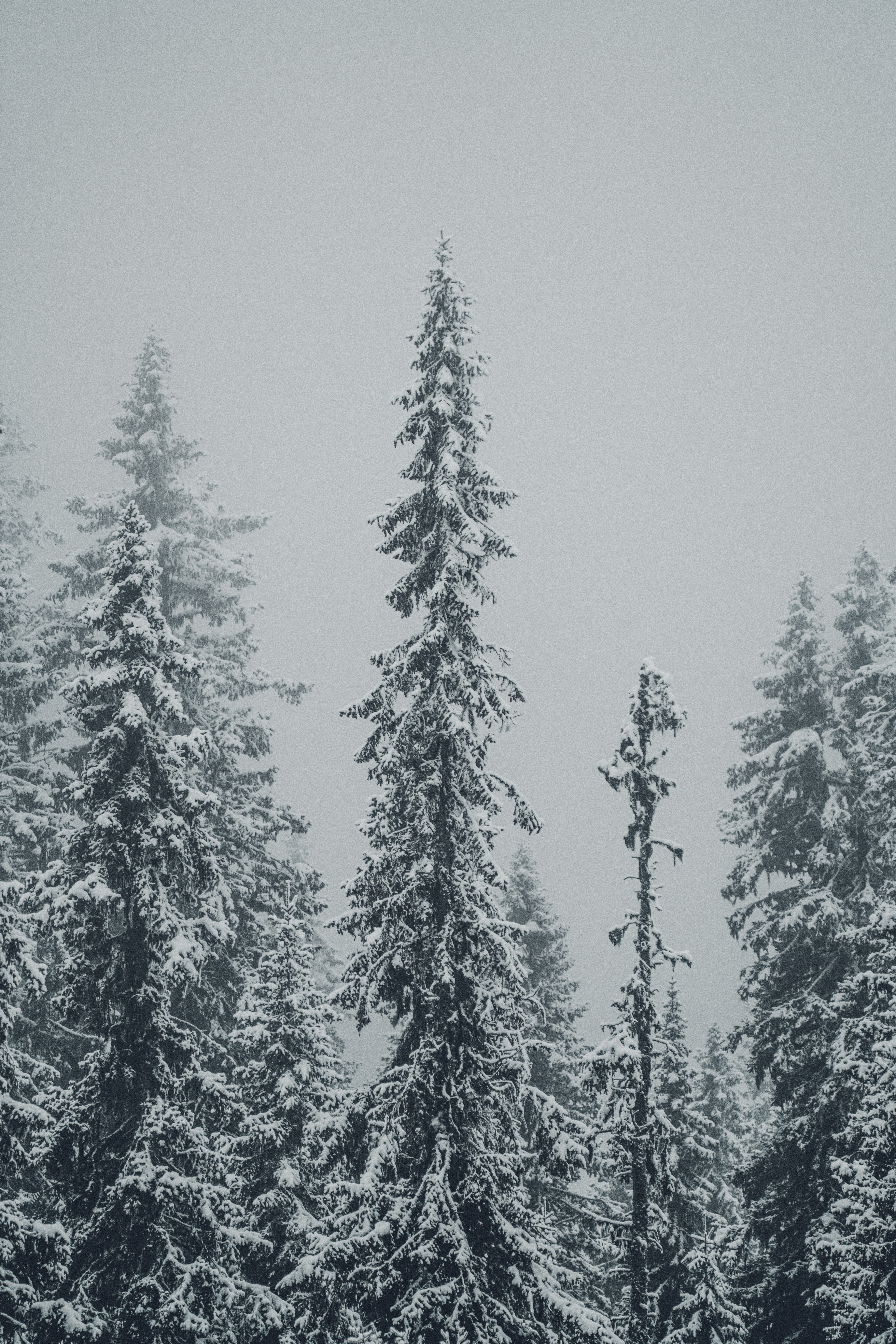 Download mobile wallpaper Snow, Snowstorm, Fir Trees, Winter, Nature, Trees for free.