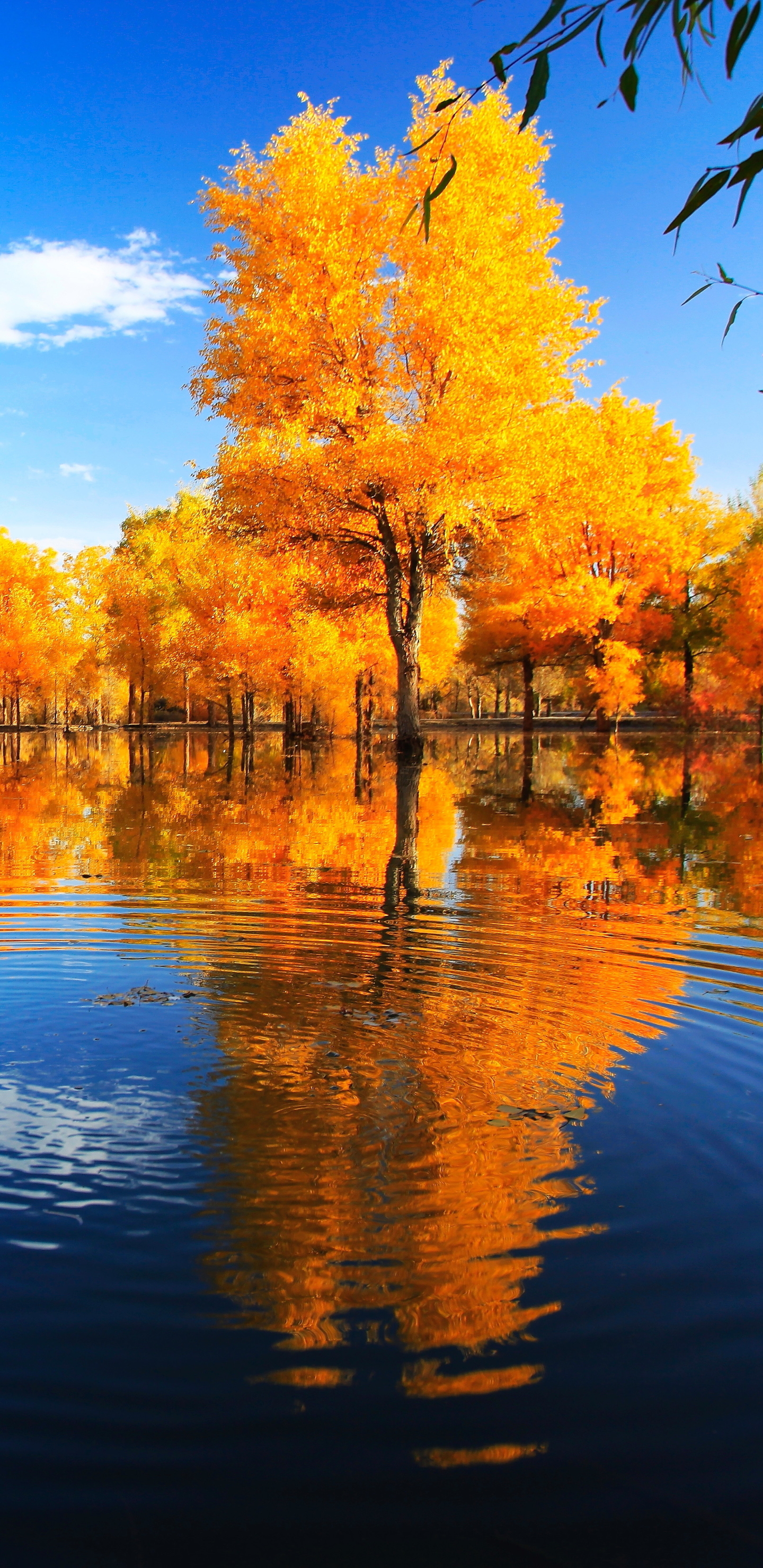 無料モバイル壁紙風景, 木, 秋, 反射, 公園, 中国, 写真撮影をダウンロードします。