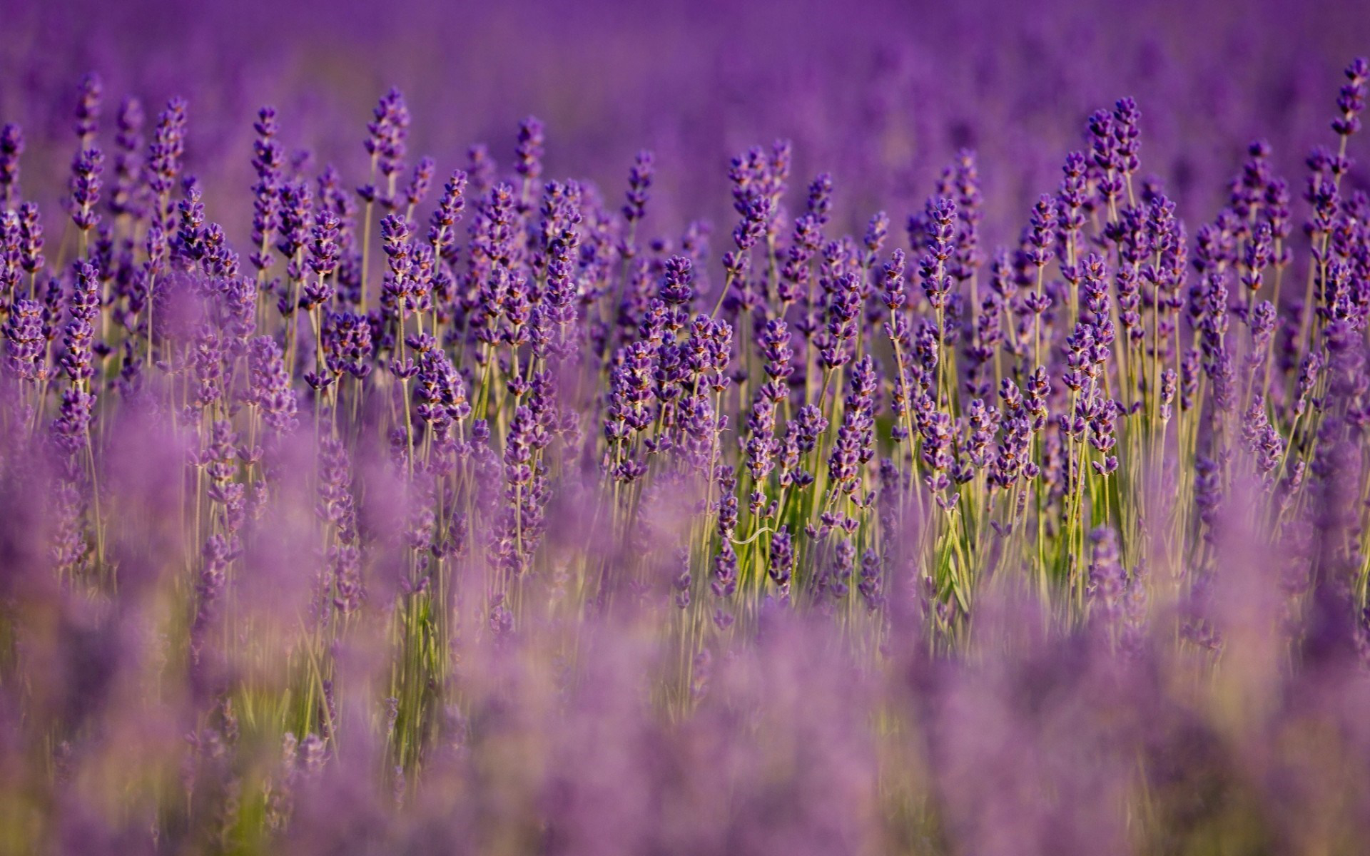Free download wallpaper Nature, Flowers, Flower, Earth, Field, Lavender, Purple Flower on your PC desktop