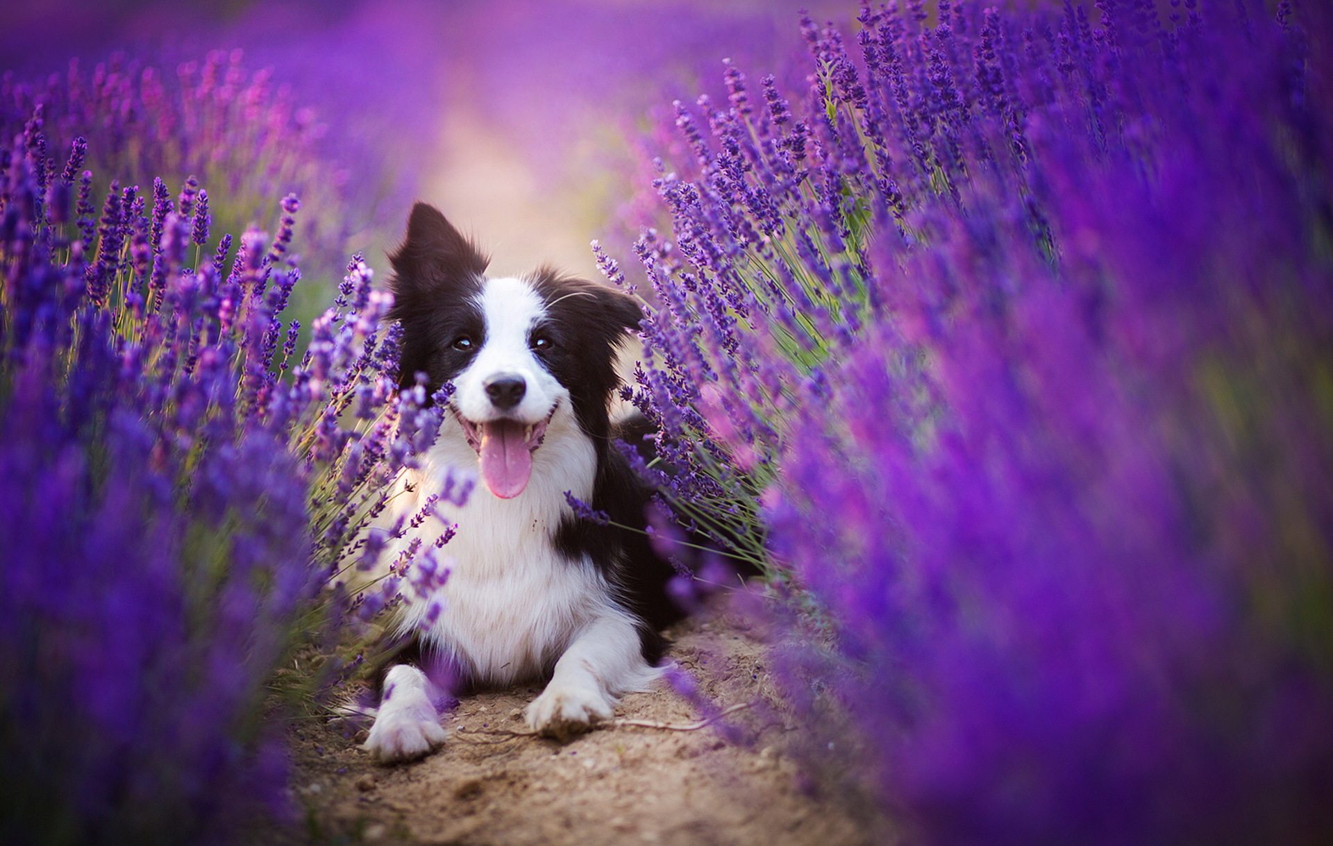 PCデスクトップに動物, 花, 犬, ぼかし, ラベンダー, ボーダーコリー, 紫色の花画像を無料でダウンロード
