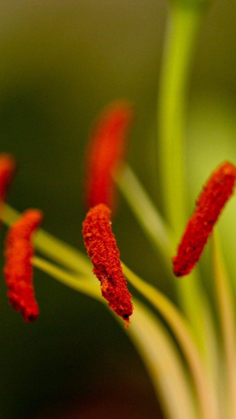 Descarga gratuita de fondo de pantalla para móvil de Flores, Flor, Tierra/naturaleza.