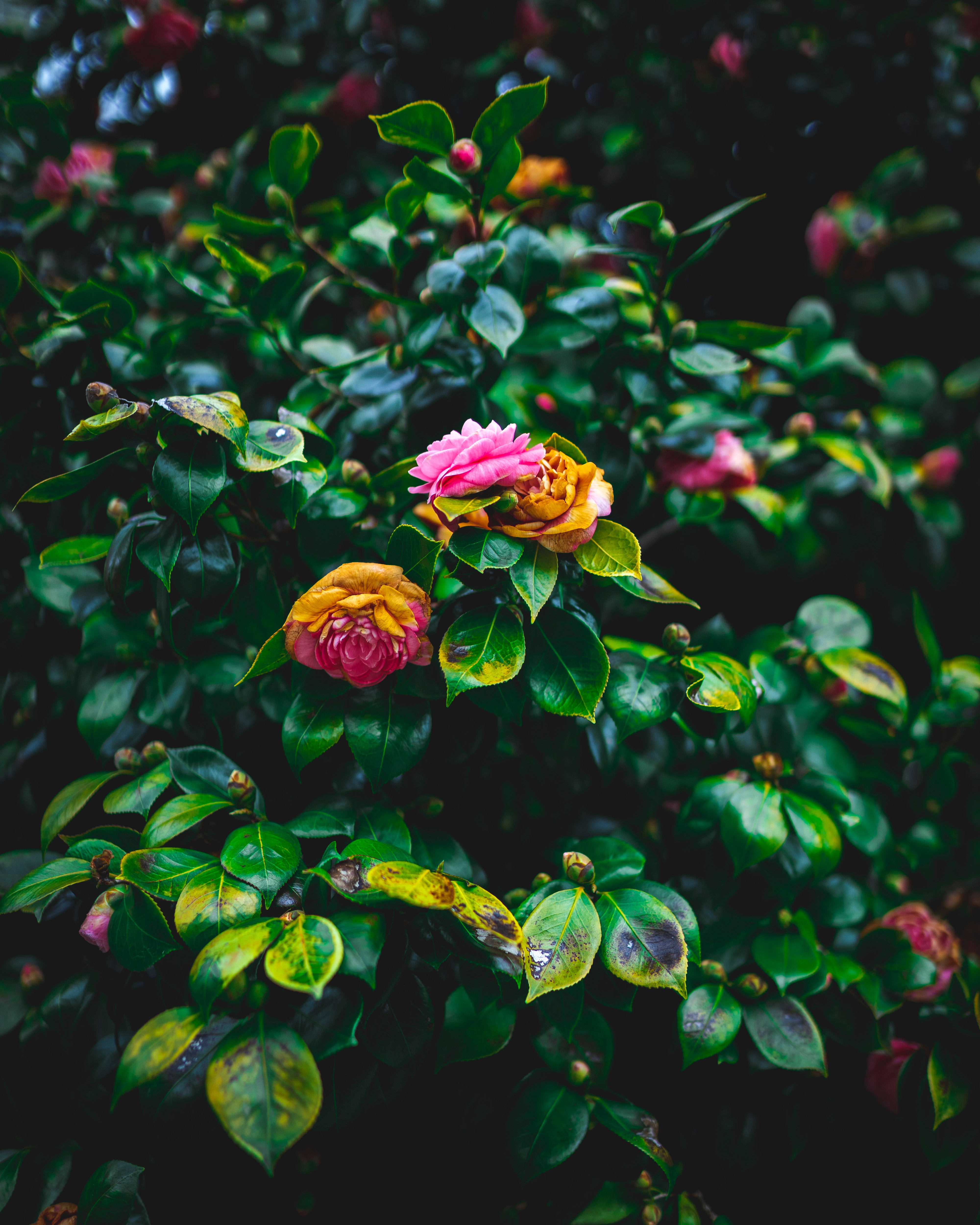 137374 descargar fondo de pantalla flores, rosa, arbusto, verde, florecer, floración, rosado, jardín: protectores de pantalla e imágenes gratis